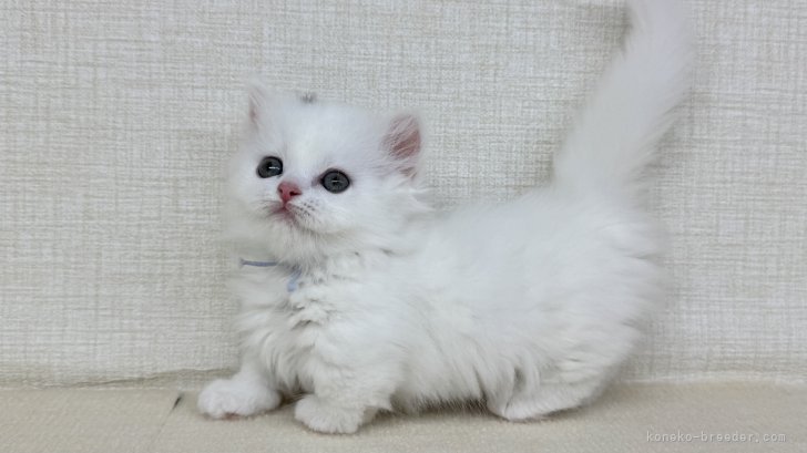 神奈川県のマンチカン (きくちペット南足柄本店/2025年7月15日生まれ/女の子/ホワイト)の子猫の2枚目の画像