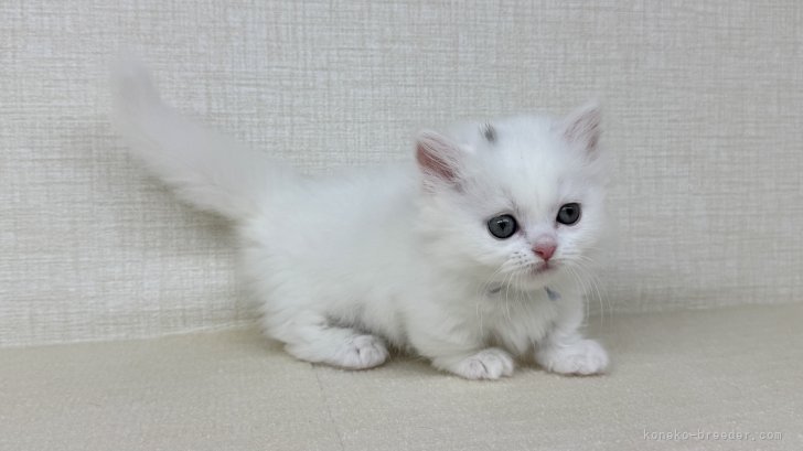 神奈川県のマンチカン (きくちペット南足柄本店/2025年7月15日生まれ/女の子/ホワイト)の子猫の4枚目の画像