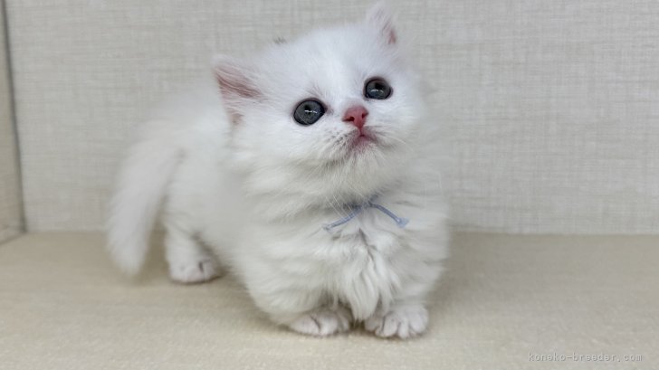 神奈川県のマンチカン (きくちペット南足柄本店/2025年7月15日生まれ/女の子/ホワイト)の子猫の3枚目の画像