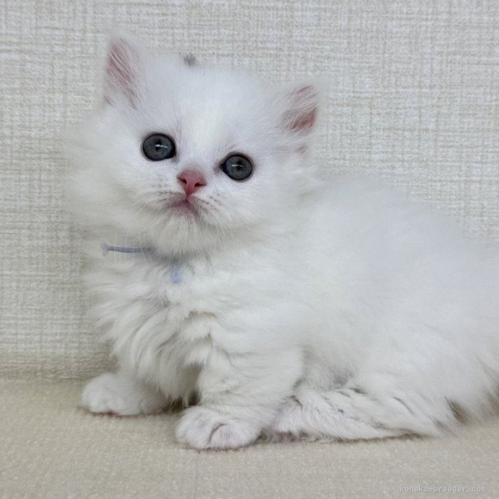 神奈川県のマンチカン (きくちペット南足柄本店/2025年7月15日生まれ/女の子/ホワイト)の子猫の1枚目の画像