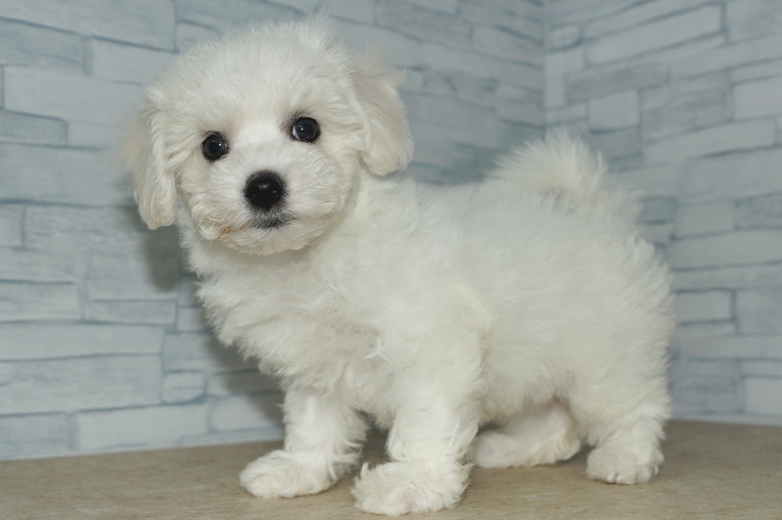 神奈川県のその他の仔犬 (きくちペット湘南平塚店/2025年7月18日生まれ/女の子/ホワイト)の子犬の4枚目の画像