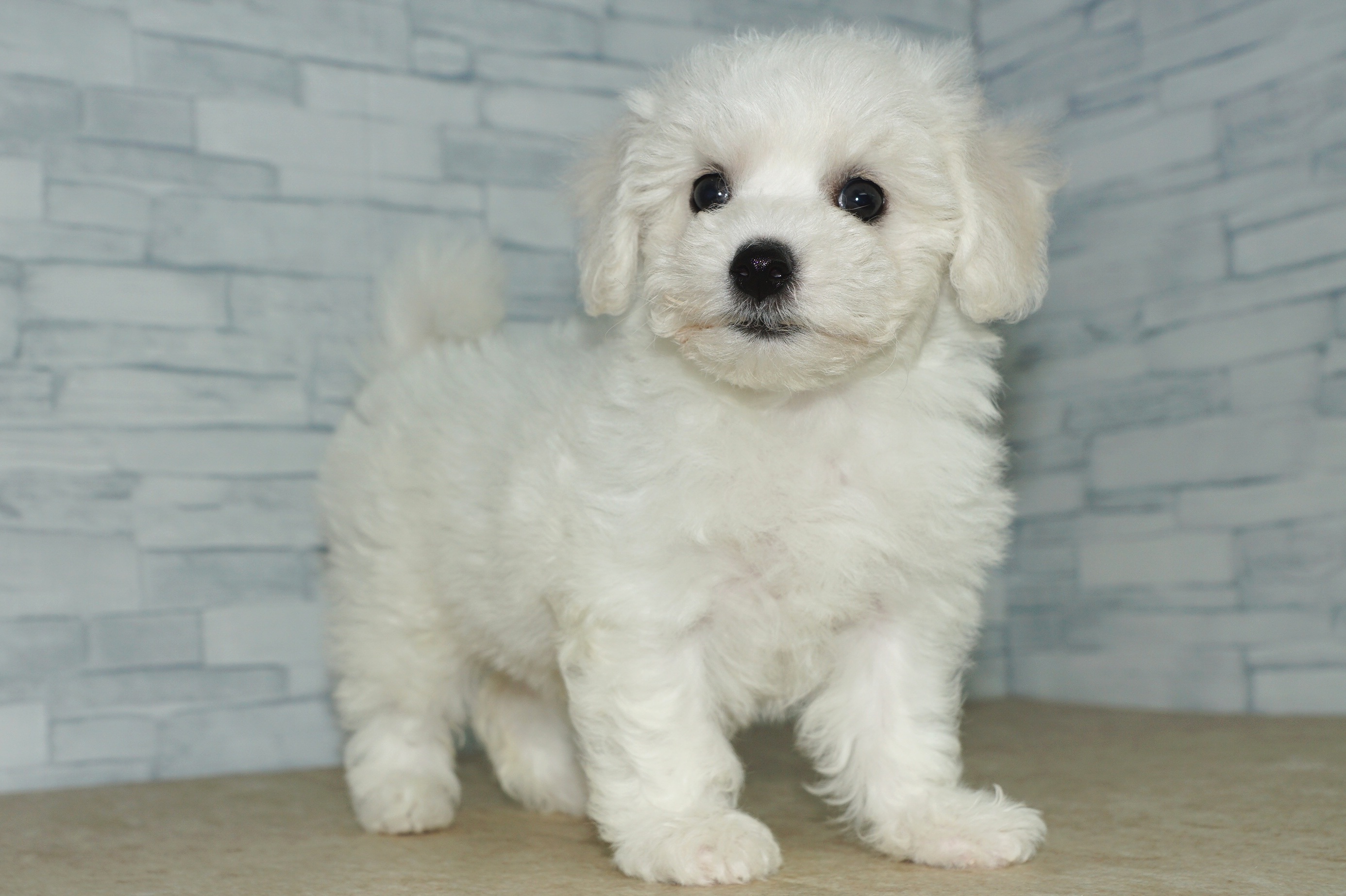神奈川県のその他の仔犬 (きくちペット湘南平塚店/2025年7月18日生まれ/女の子/ホワイト)の子犬の3枚目の画像