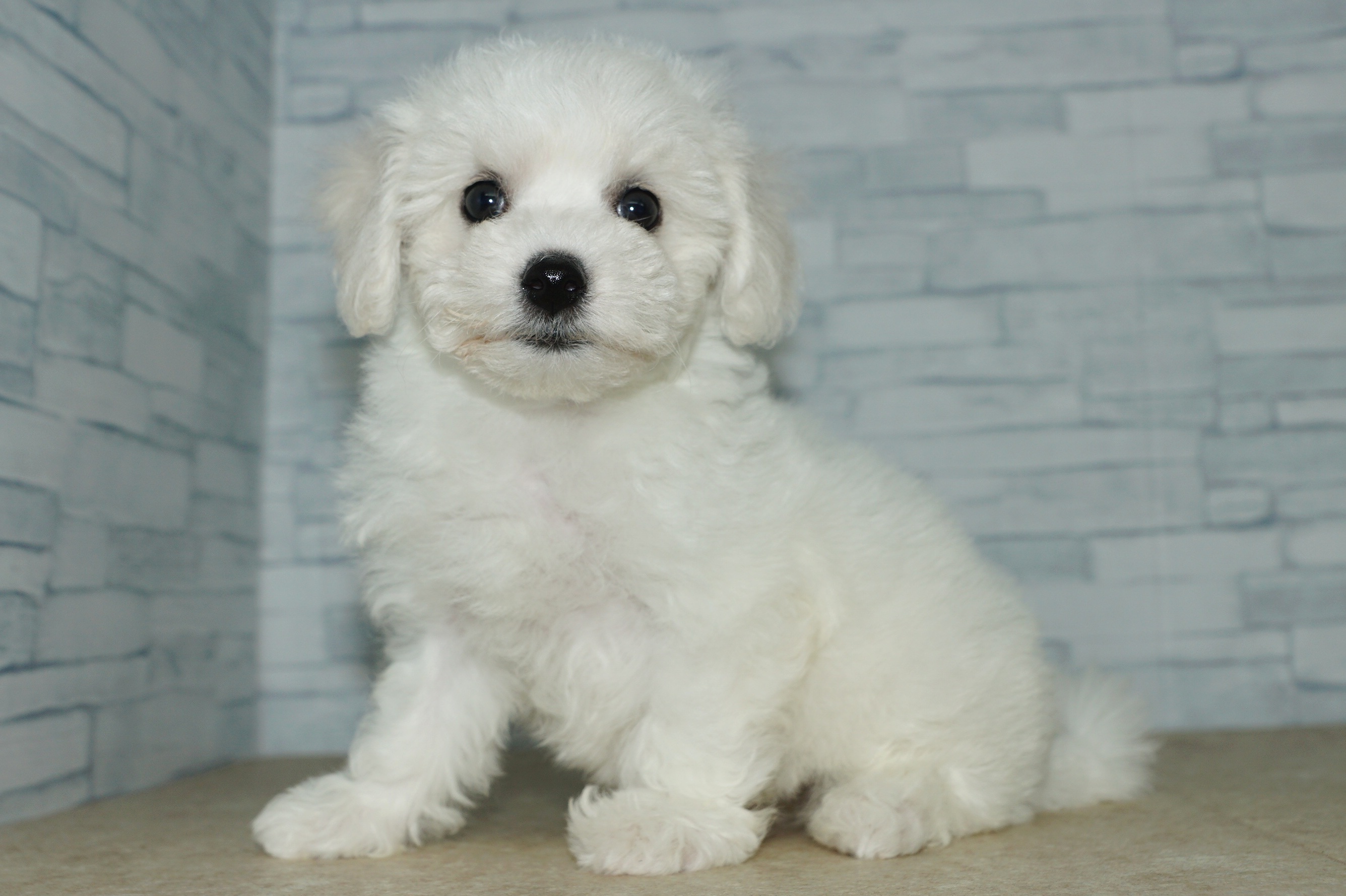 神奈川県のその他の仔犬 (きくちペット湘南平塚店/2025年7月18日生まれ/女の子/ホワイト)の子犬の2枚目の画像