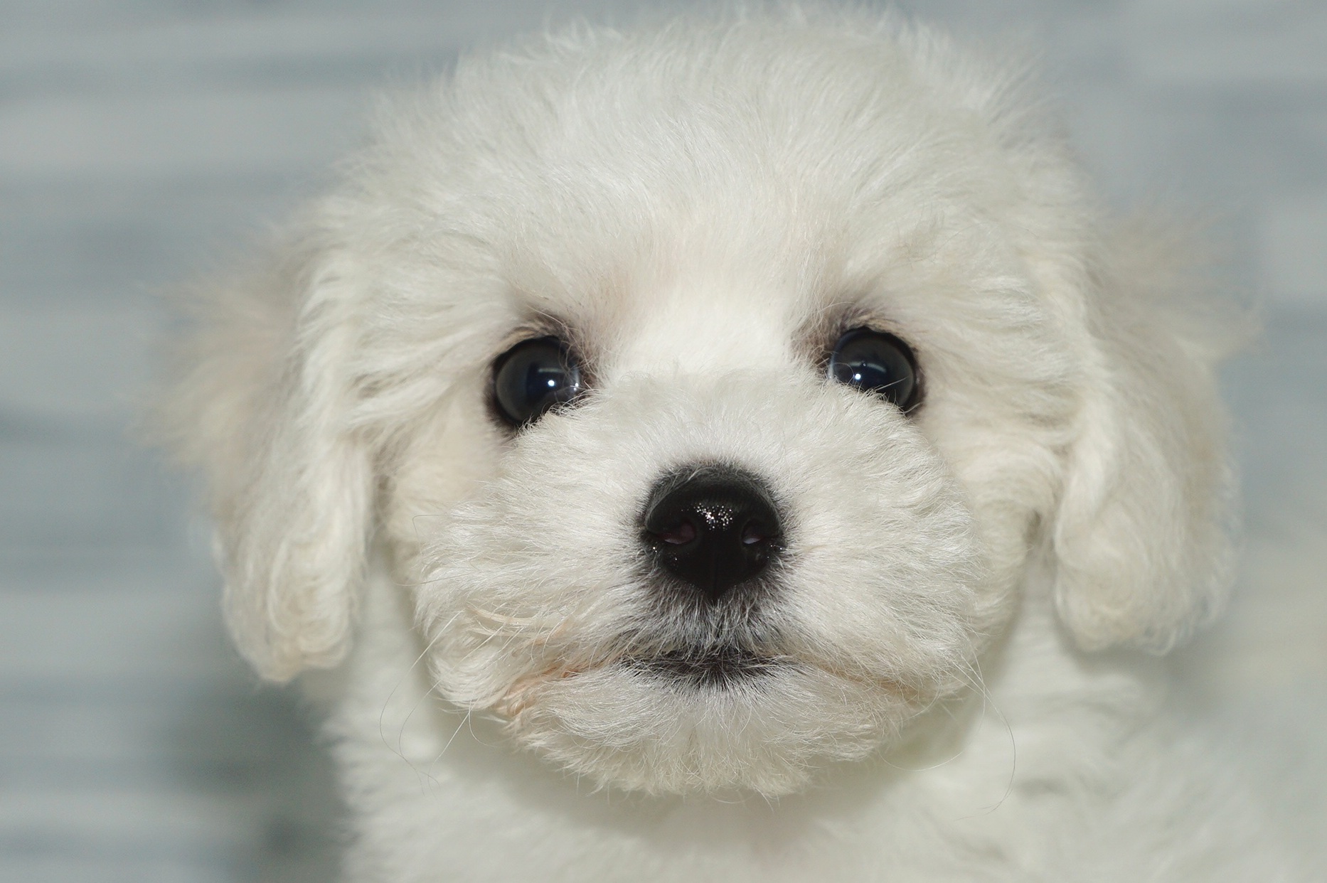 神奈川県のその他の仔犬 (きくちペット湘南平塚店/2025年7月18日生まれ/女の子/ホワイト)の子犬の1枚目の画像