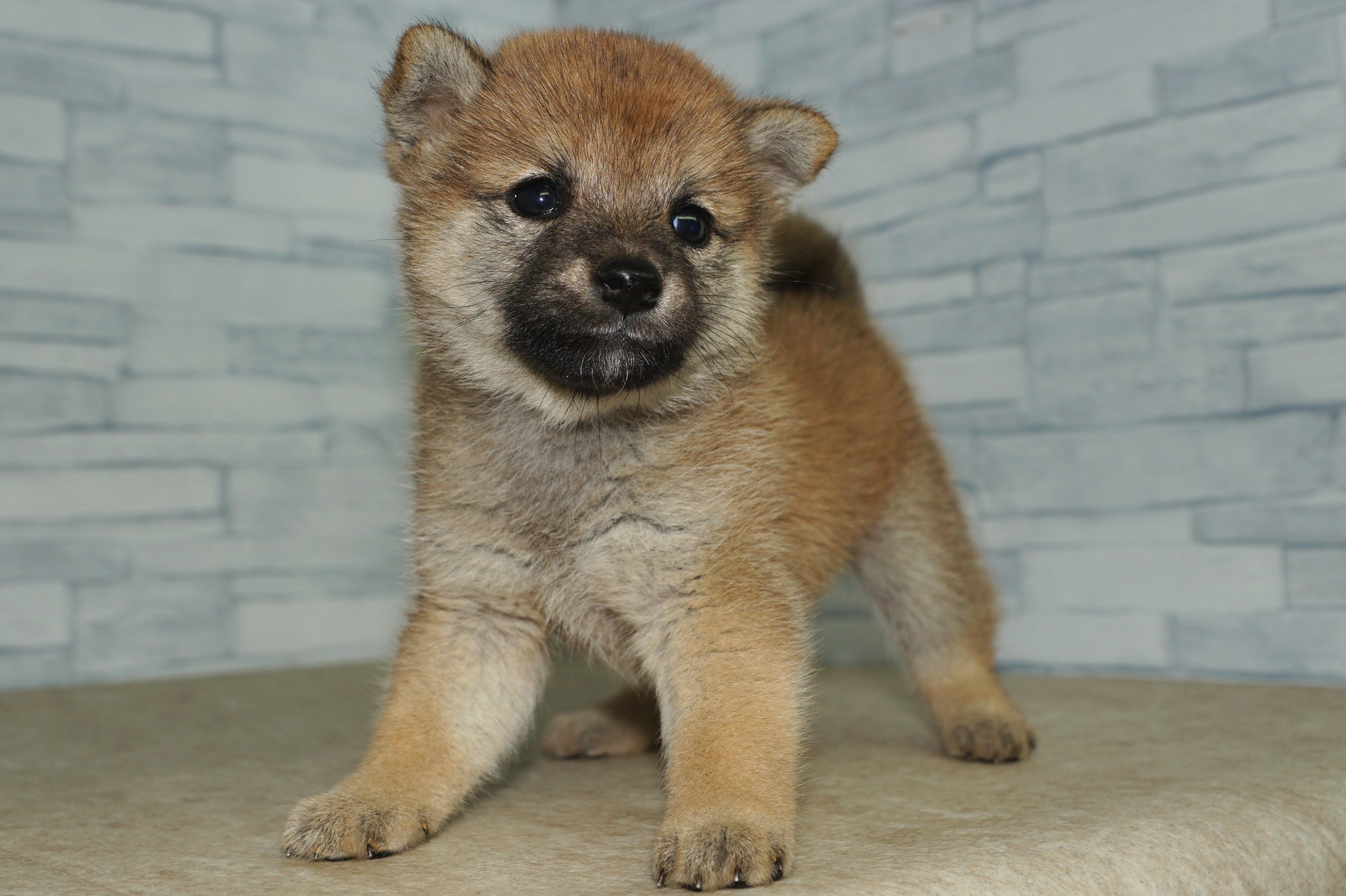 神奈川県の柴犬(標準サイズ) (きくちペット湘南平塚店/2025年7月19日生まれ/女の子/赤)の子犬の4枚目の画像