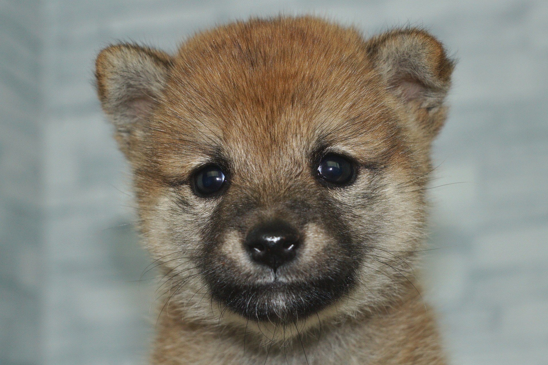神奈川県の柴犬(標準サイズ) (きくちペット湘南平塚店/2025年7月19日生まれ/女の子/赤)の子犬の1枚目の画像