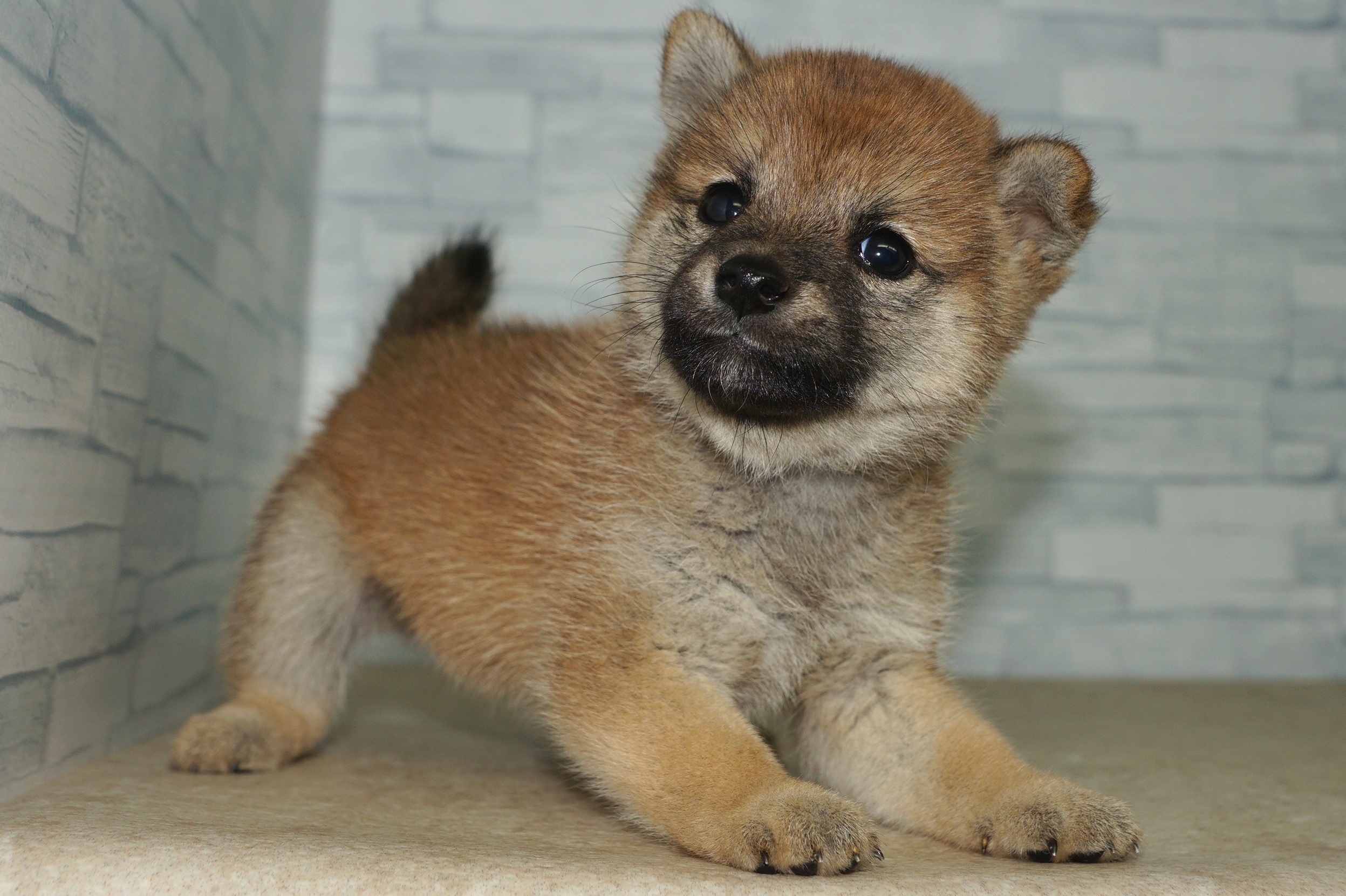 神奈川県の柴犬(標準サイズ) (きくちペット湘南平塚店/2025年7月19日生まれ/女の子/赤)の子犬の2枚目の画像