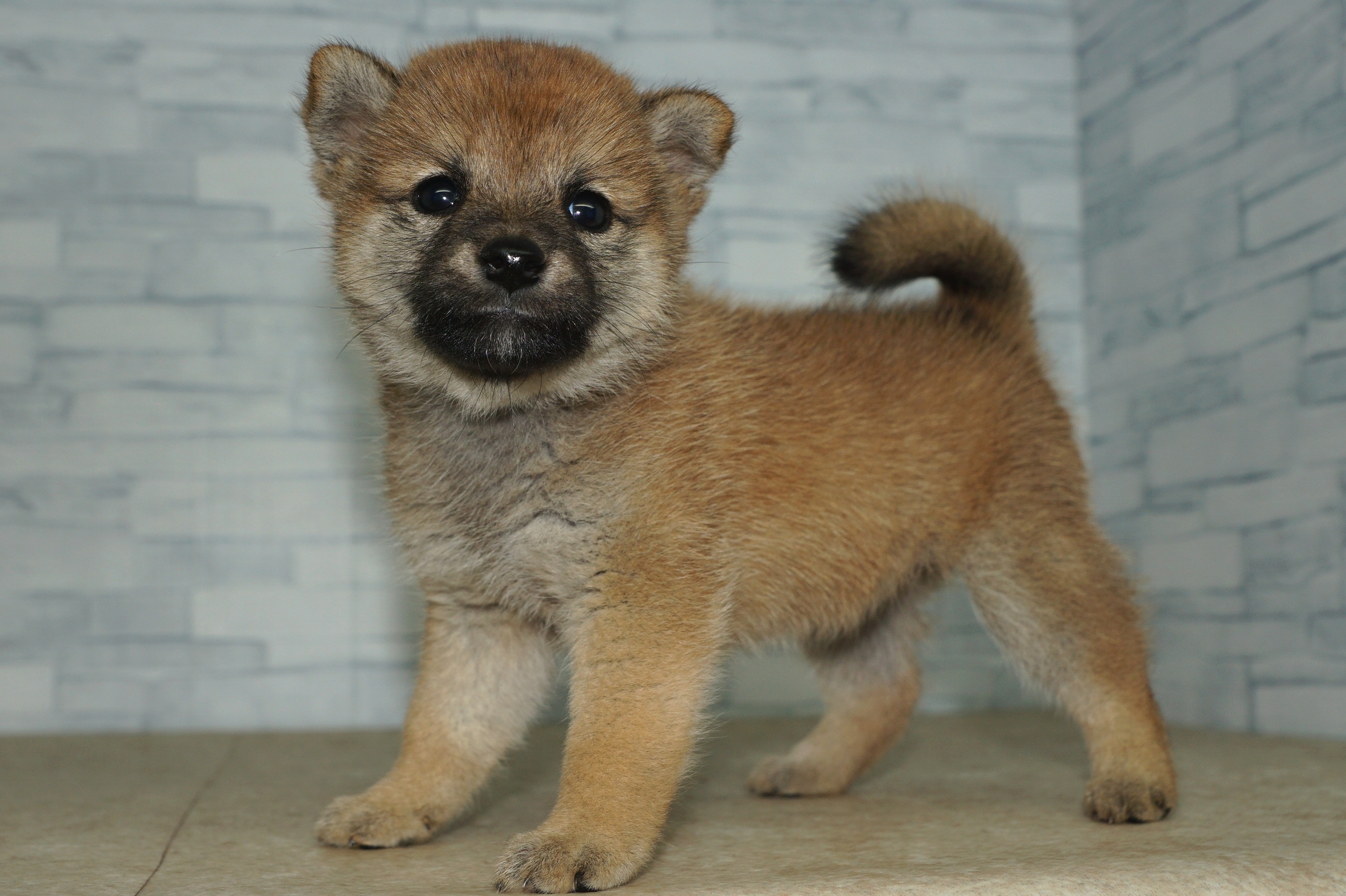神奈川県の柴犬(標準サイズ) (きくちペット湘南平塚店/2025年7月19日生まれ/女の子/赤)の子犬の3枚目の画像