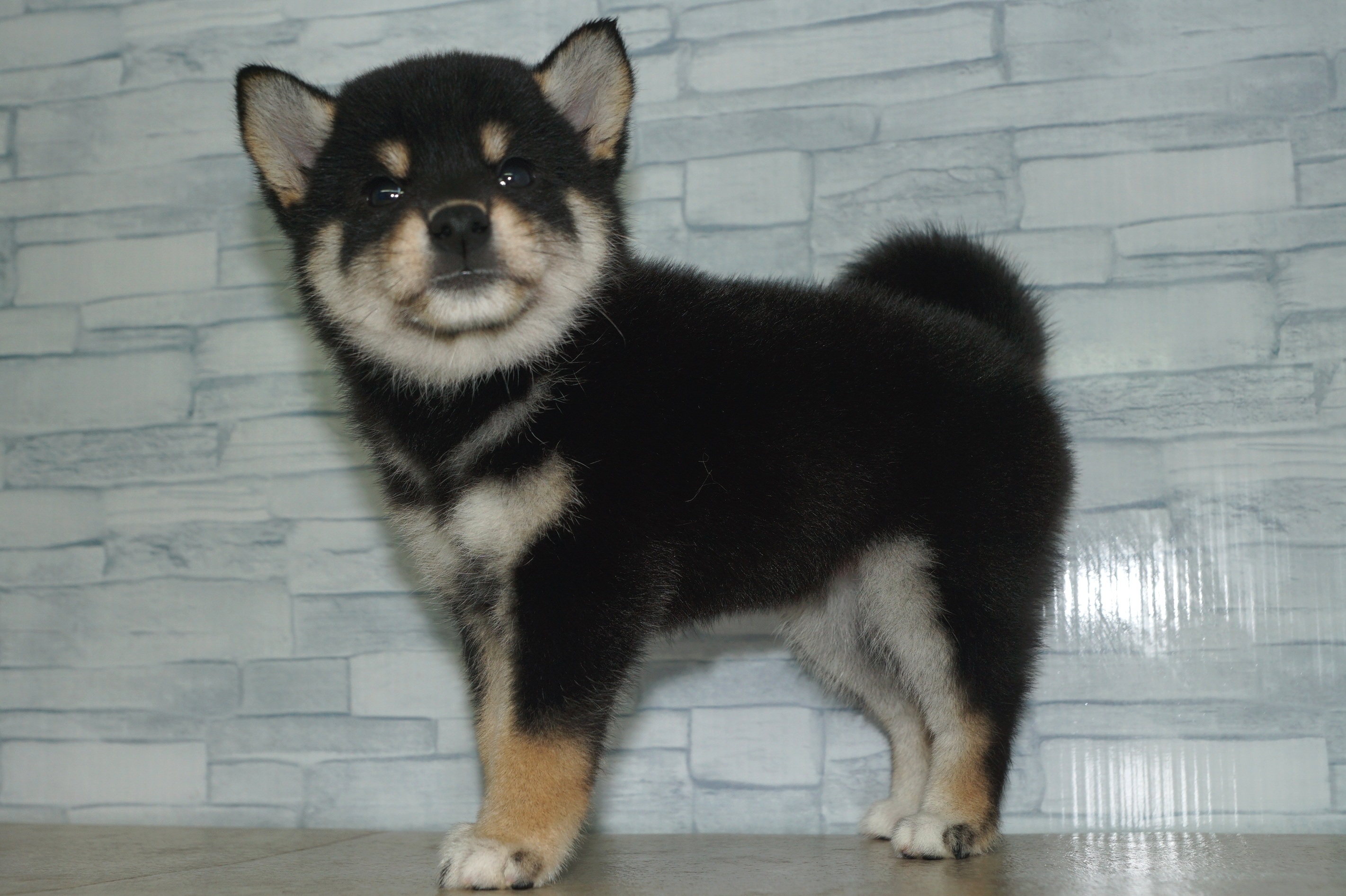 神奈川県の柴犬(標準サイズ) (きくちペット湘南平塚店/2025年7月24日生まれ/女の子/黒)の子犬の3枚目の画像