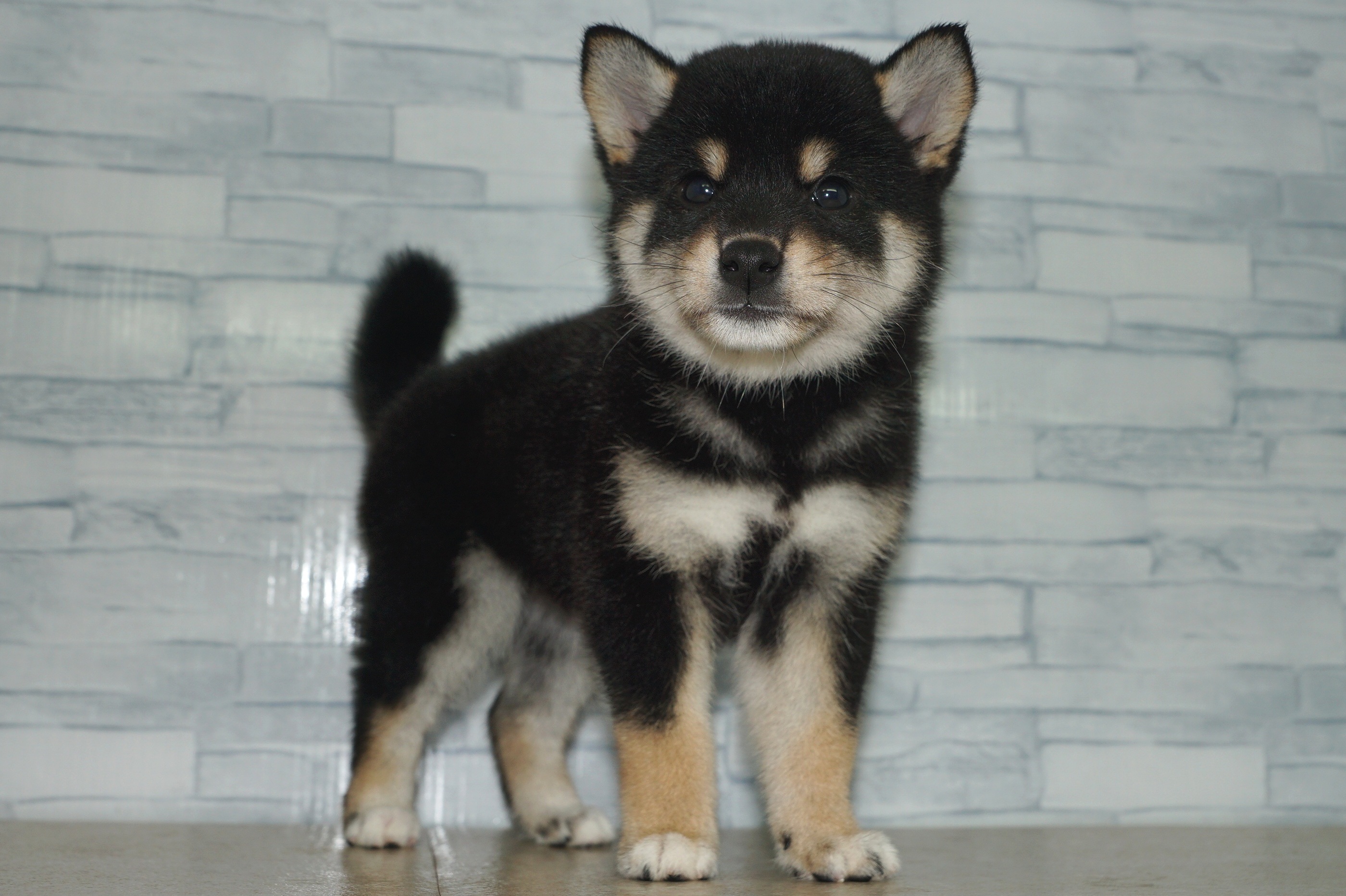 神奈川県の柴犬(標準サイズ) (きくちペット湘南平塚店/2025年7月24日生まれ/女の子/黒)の子犬の2枚目の画像