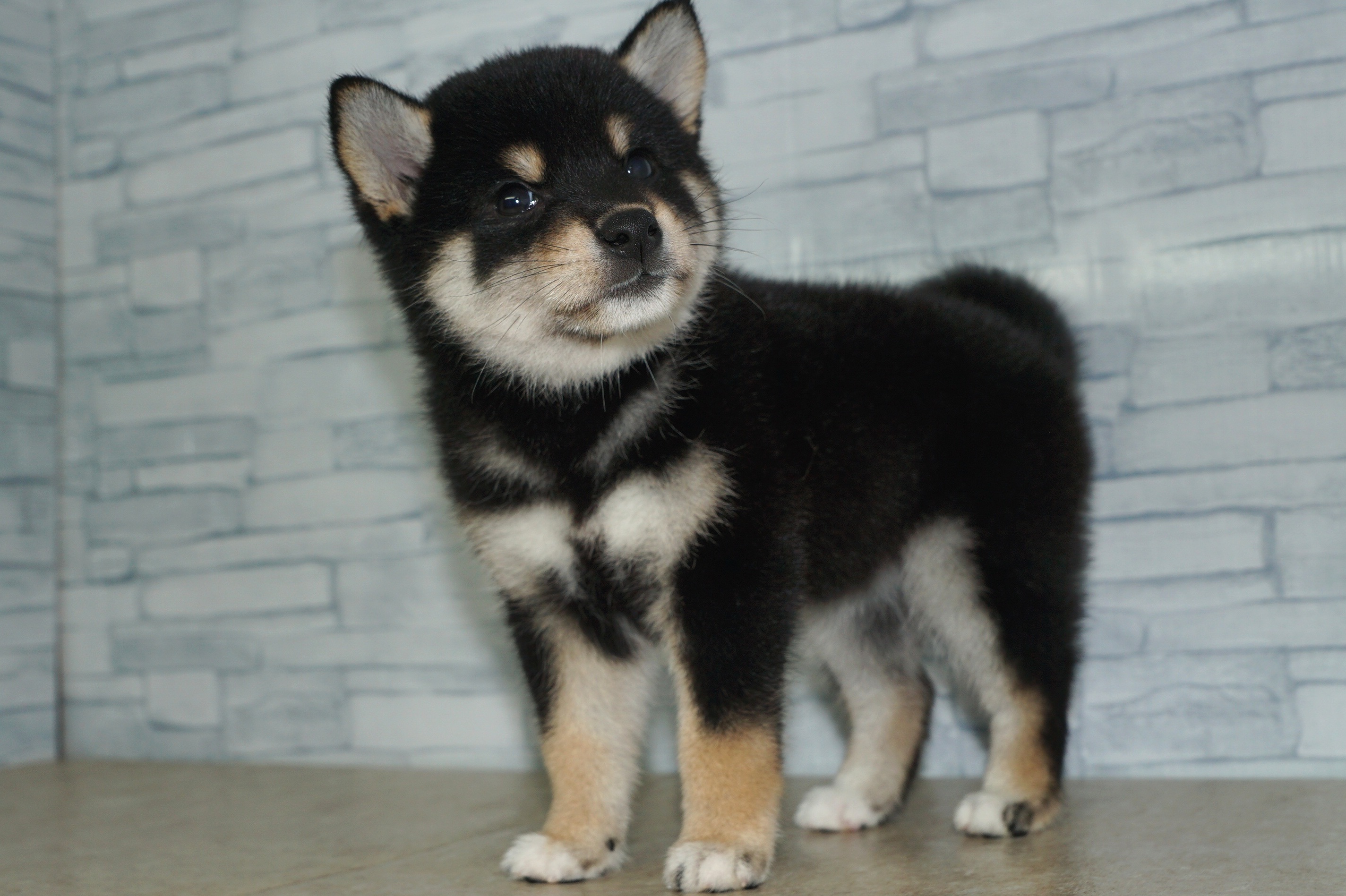 神奈川県の柴犬(標準サイズ) (きくちペット湘南平塚店/2025年7月24日生まれ/女の子/黒)の子犬の4枚目の画像
