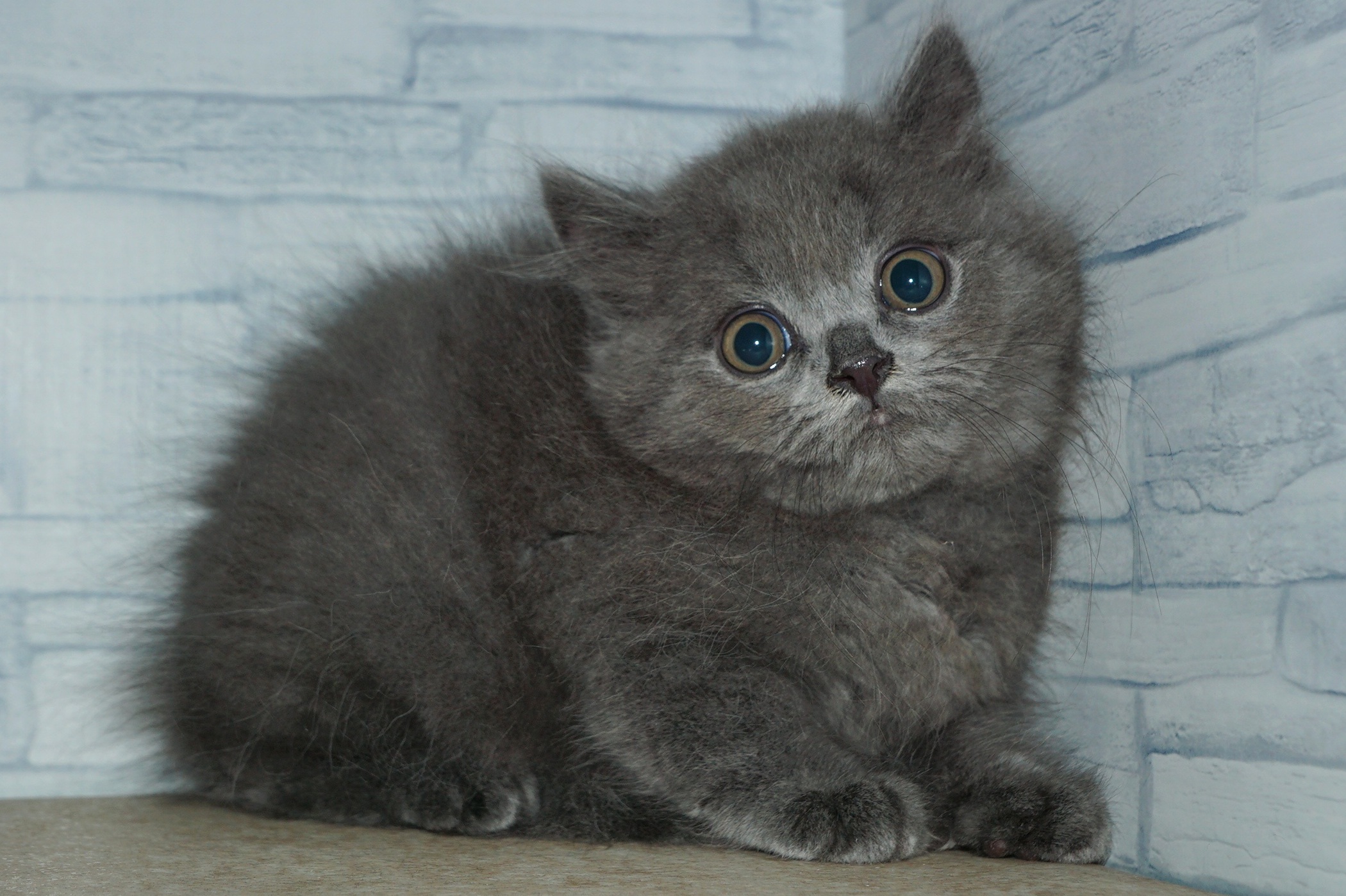 神奈川県のブリティッシュショートヘアー (きくちペット湘南平塚店/2025年8月19日生まれ/男の子/ブルー)の子猫の2枚目の画像