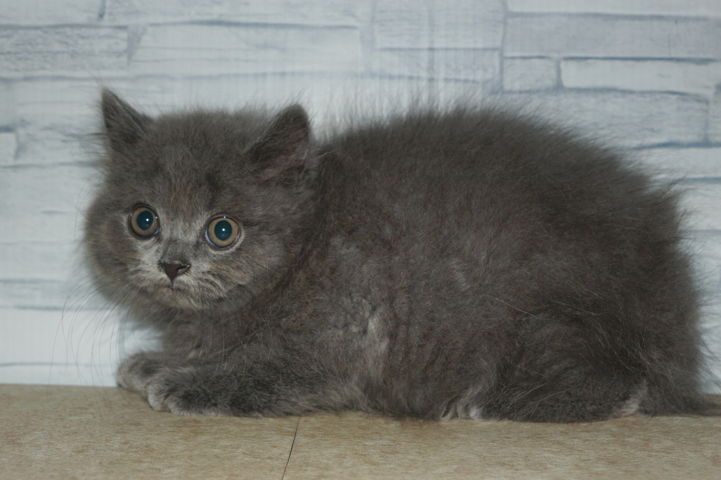 神奈川県のブリティッシュショートヘアー (きくちペット湘南平塚店/2025年8月19日生まれ/男の子/ブルー)の子猫の3枚目の画像