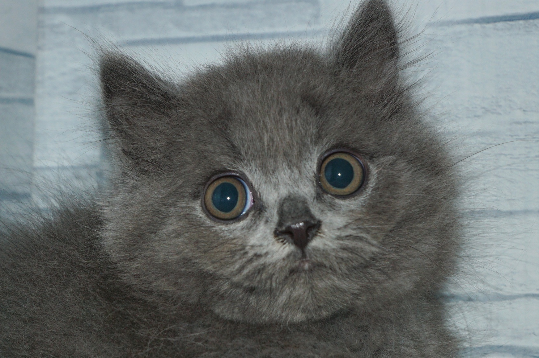 神奈川県のブリティッシュショートヘアー (きくちペット湘南平塚店/2025年8月19日生まれ/男の子/ブルー)の子猫の1枚目の画像