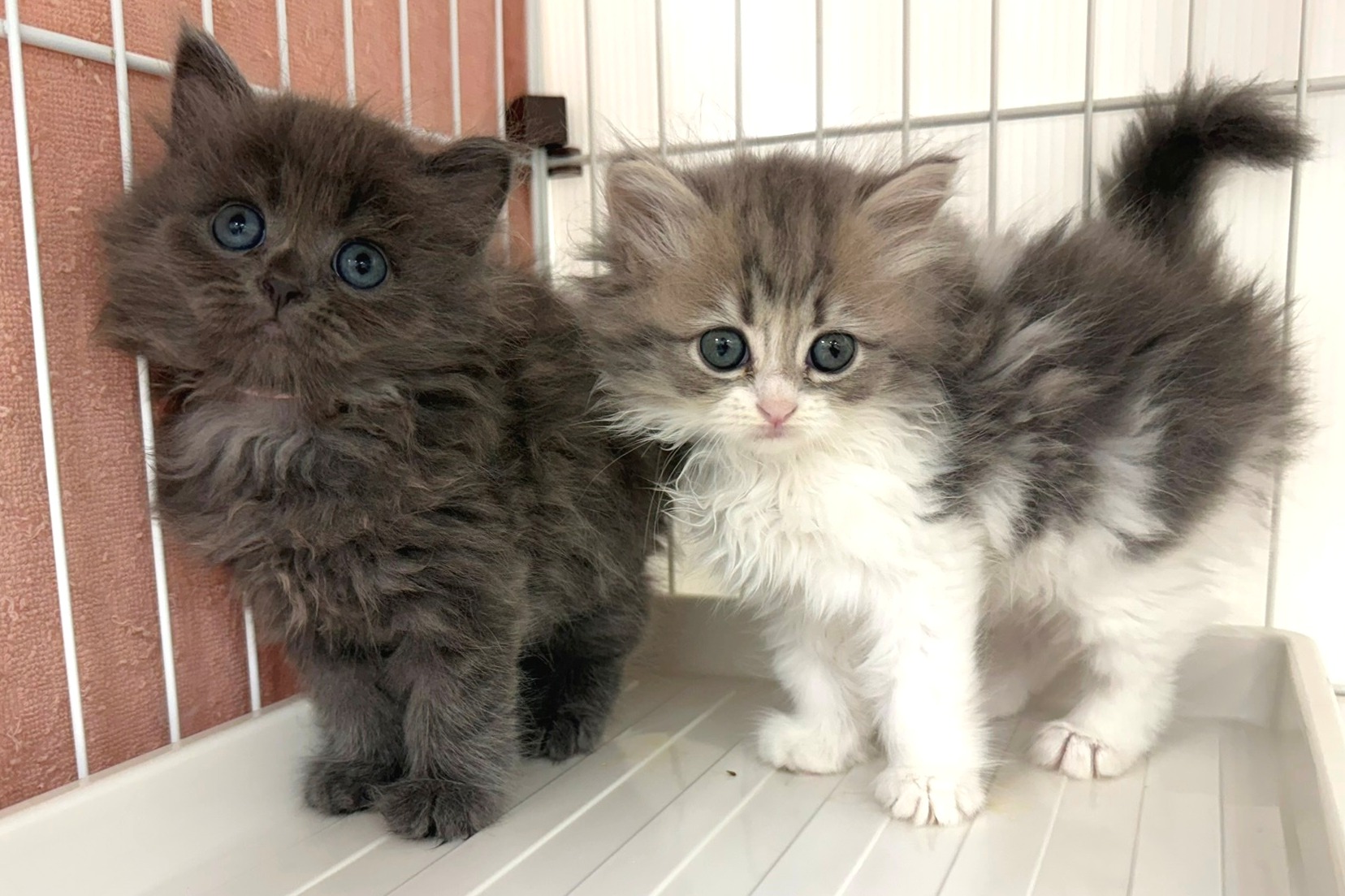 神奈川県のラガマフィン (きくちペット南足柄本店/2025年8月20日生まれ/男の子/ブルー)の子猫の1枚目の画像