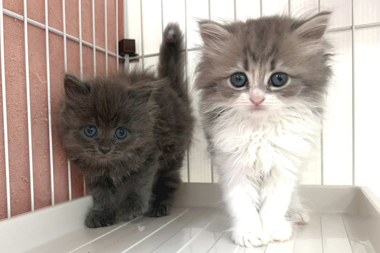 神奈川県のラガマフィン (きくちペット南足柄本店/2025年8月20日生まれ/男の子/ブルー)の子猫の2枚目の画像