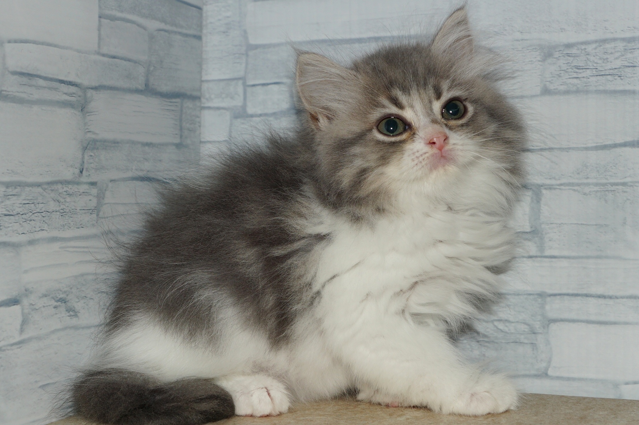 神奈川県のラガマフィン (きくちペット湘南平塚店/2025年8月20日生まれ/女の子/ブルータビーホワイト)の子猫の2枚目の画像