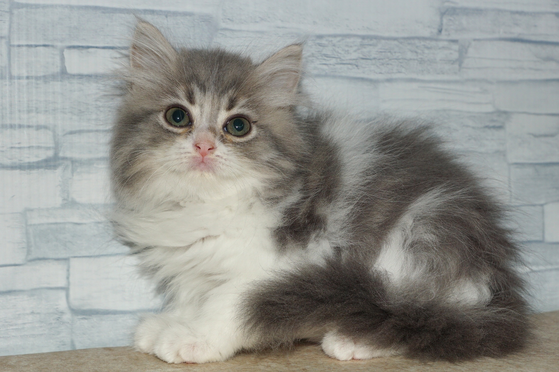 神奈川県のラガマフィン (きくちペット湘南平塚店/2025年8月20日生まれ/女の子/ブルータビーホワイト)の子猫の3枚目の画像