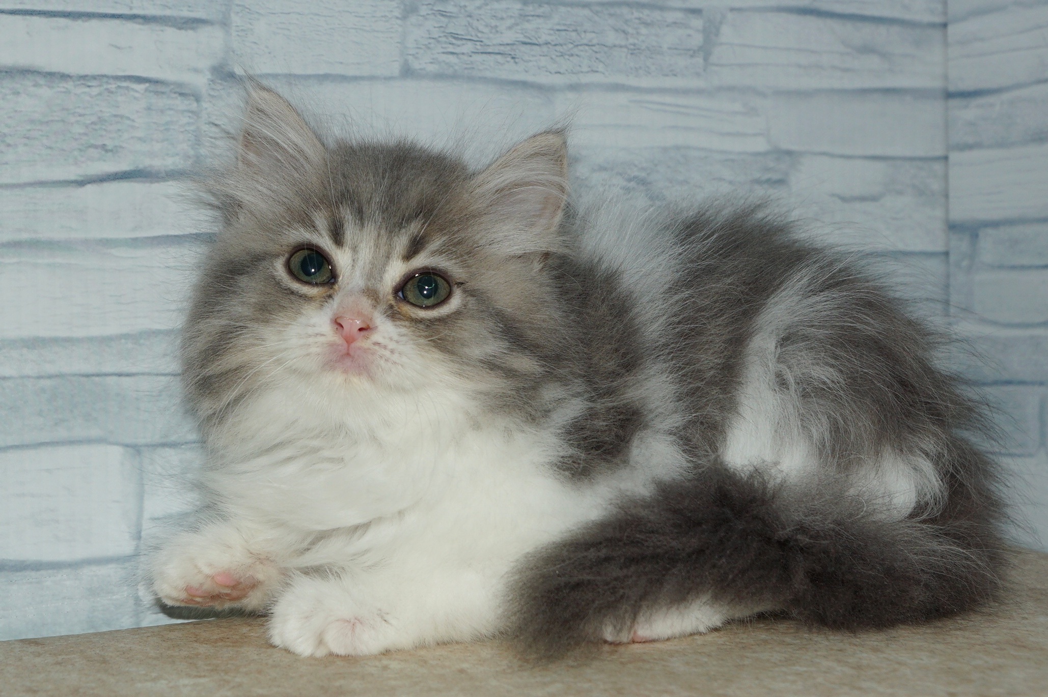 神奈川県のラガマフィン (きくちペット湘南平塚店/2025年8月20日生まれ/女の子/ブルータビーホワイト)の子猫の4枚目の画像