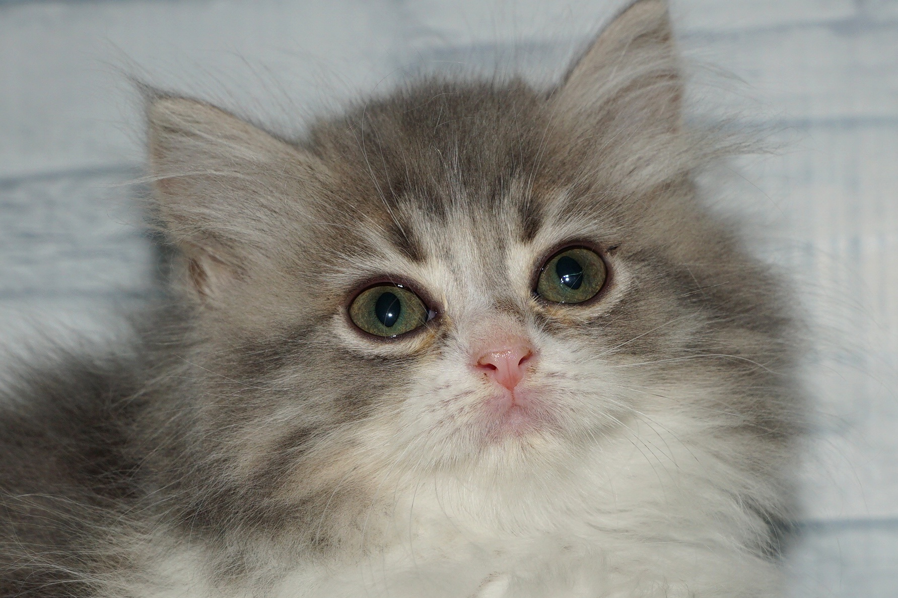 神奈川県のラガマフィン (きくちペット湘南平塚店/2025年8月20日生まれ/女の子/ブルータビーホワイト)の子猫の1枚目の画像