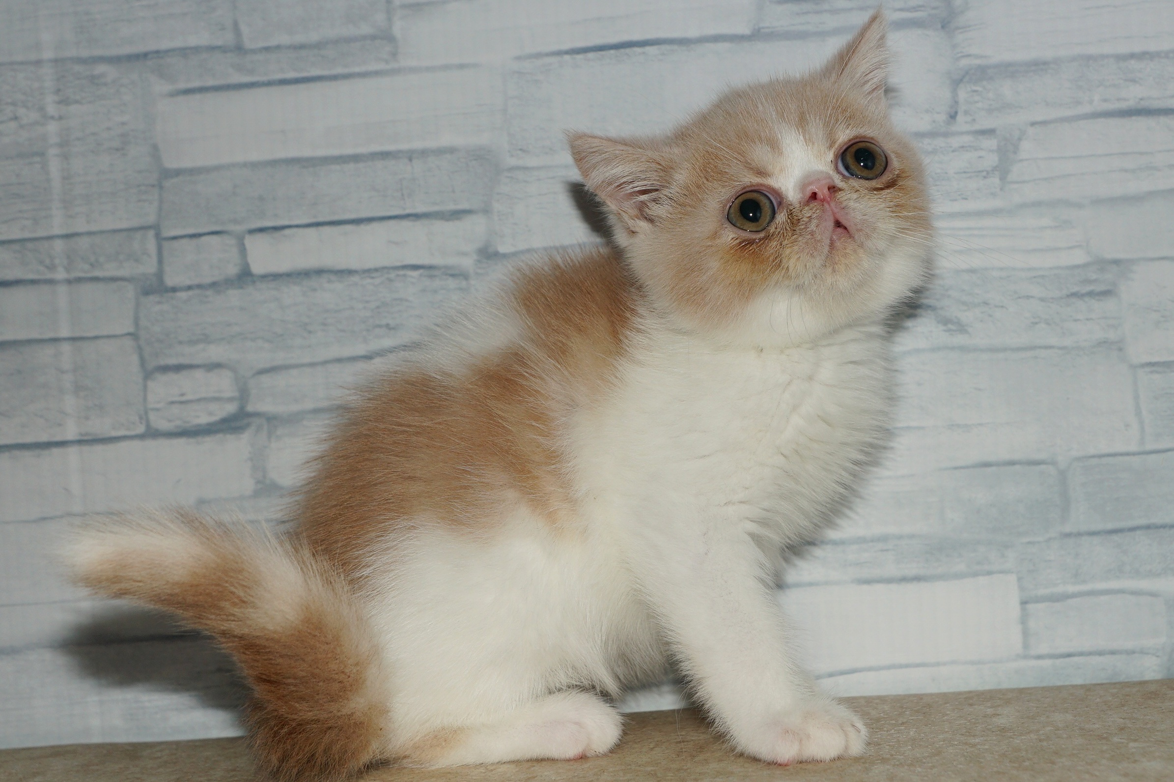 神奈川県のエキゾチック (きくちペット湘南平塚店/2025年8月26日生まれ/男の子/クリームタビーホワイト)の子猫の4枚目の画像