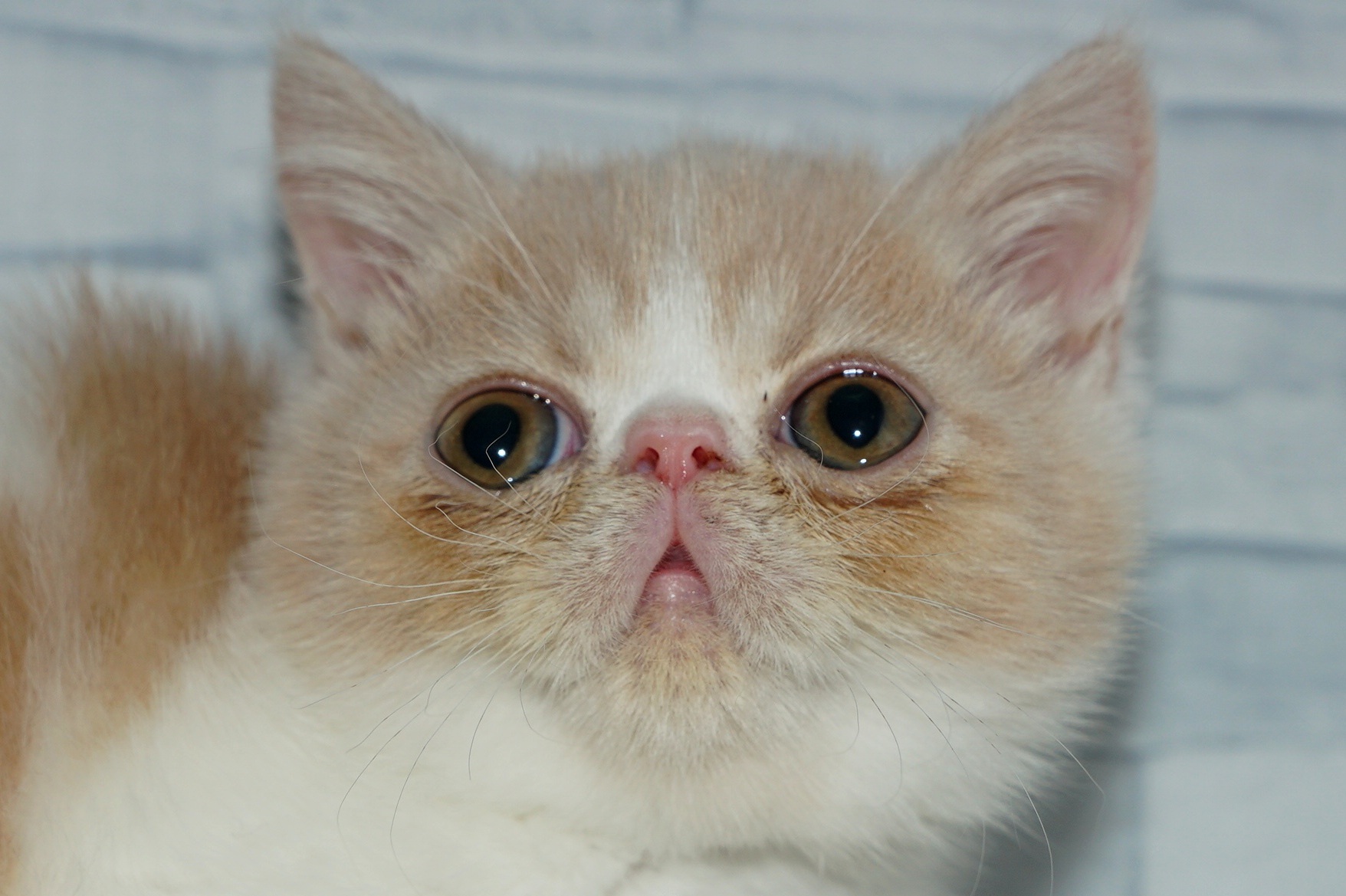 神奈川県のエキゾチック (きくちペット湘南平塚店/2025年8月26日生まれ/男の子/クリームタビーホワイト)の子猫の1枚目の画像