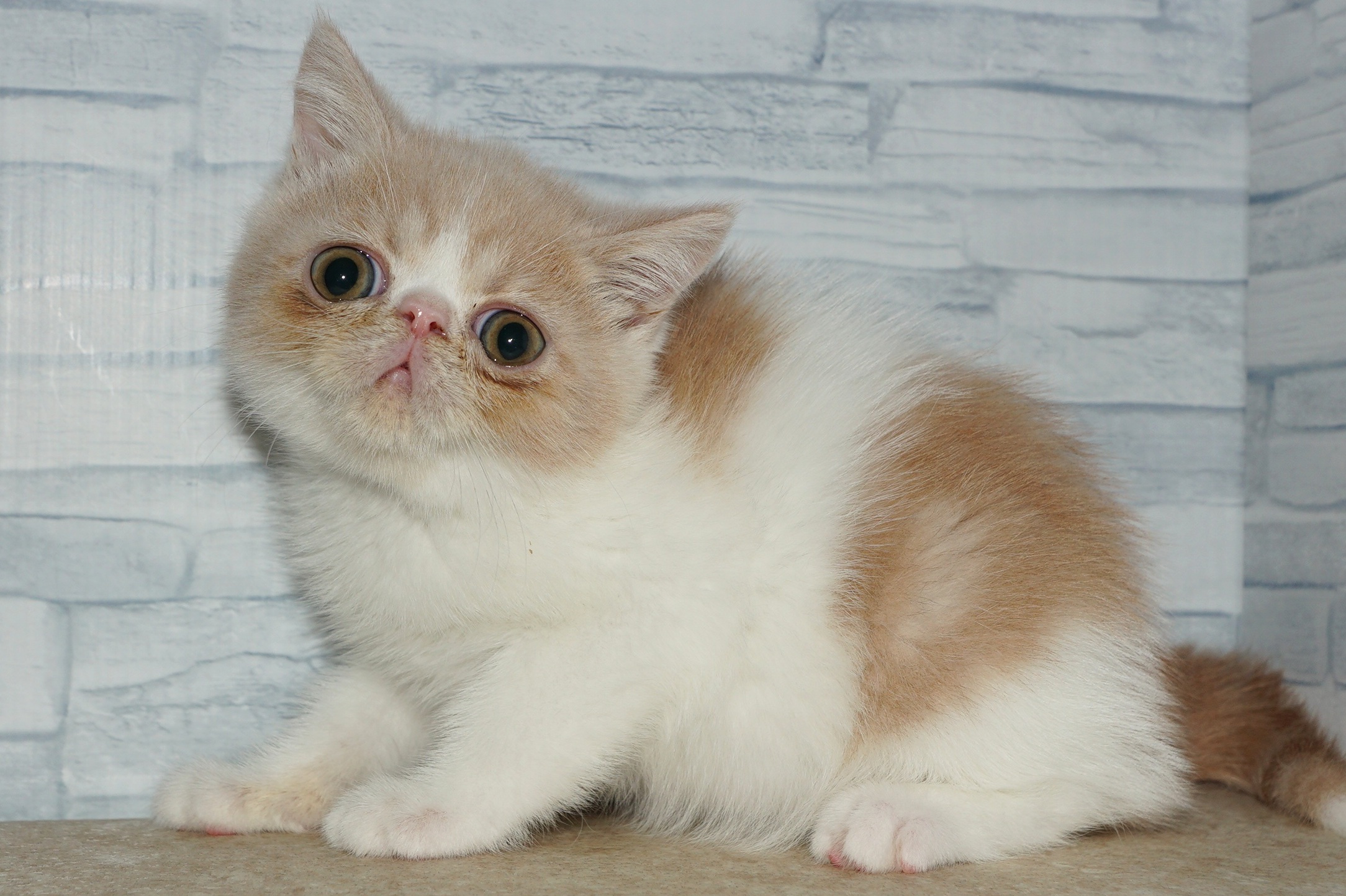 神奈川県のエキゾチック (きくちペット湘南平塚店/2025年8月26日生まれ/男の子/クリームタビーホワイト)の子猫の2枚目の画像