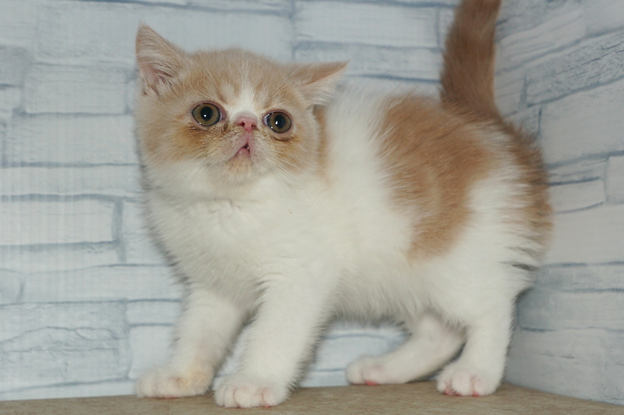神奈川県のエキゾチック (きくちペット湘南平塚店/2025年8月26日生まれ/男の子/クリームタビーホワイト)の子猫の3枚目の画像