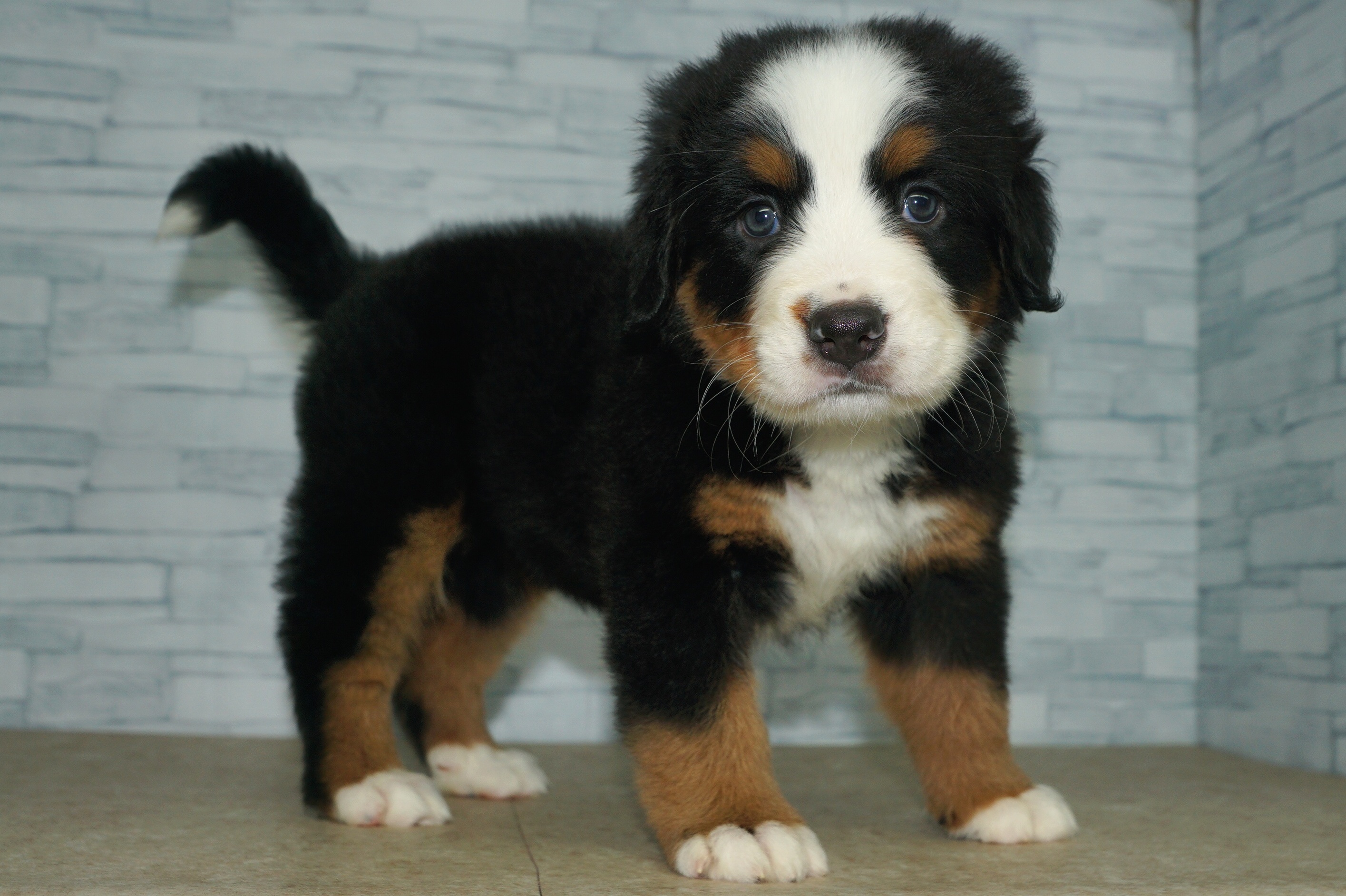 神奈川県のその他の仔犬 (きくちペット湘南平塚店/2025年8月9日生まれ/女の子/ブラックラストホワイト)の子犬の2枚目の画像