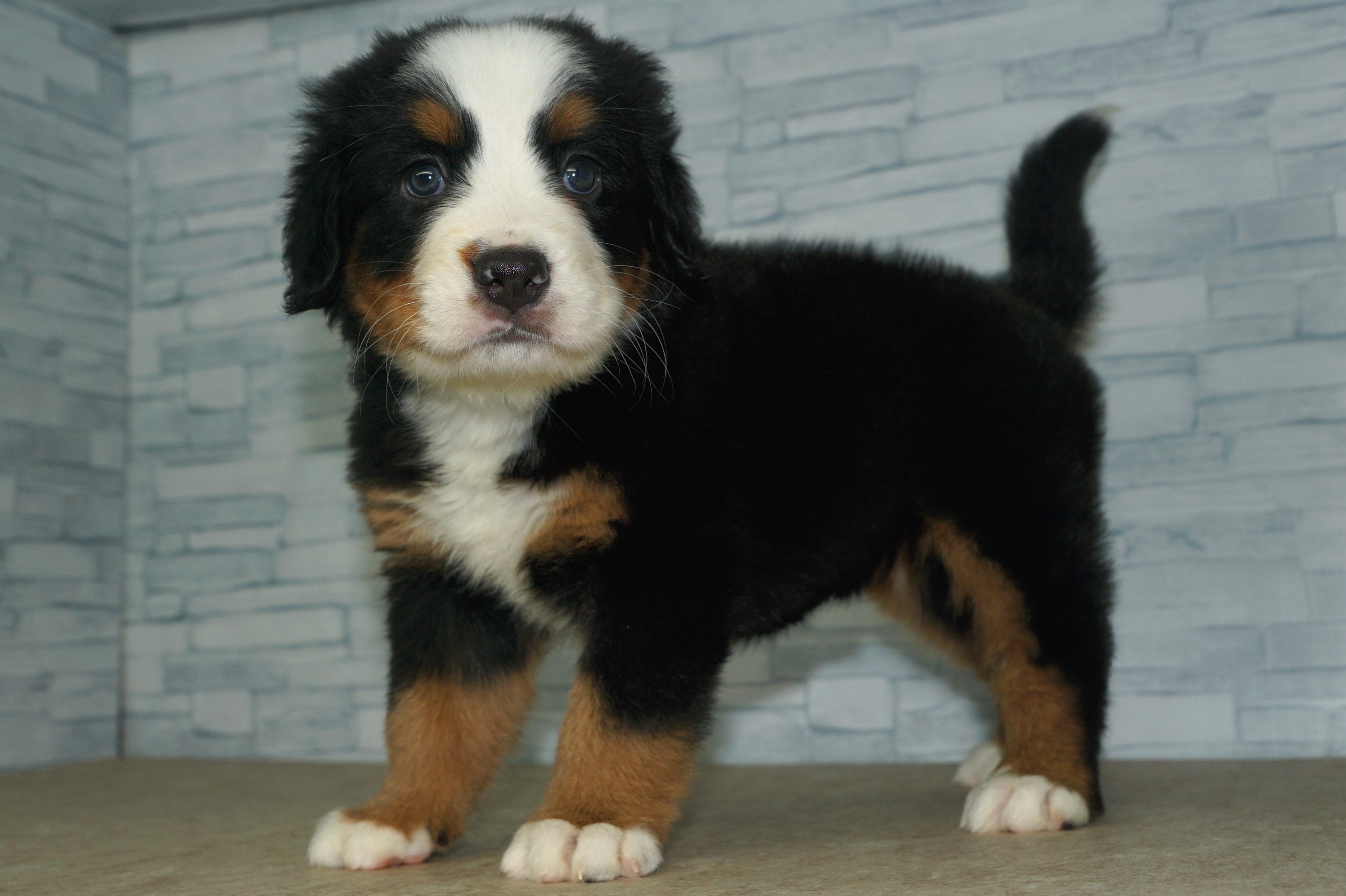 神奈川県のその他の仔犬 (きくちペット湘南平塚店/2025年8月9日生まれ/女の子/ブラックラストホワイト)の子犬の3枚目の画像