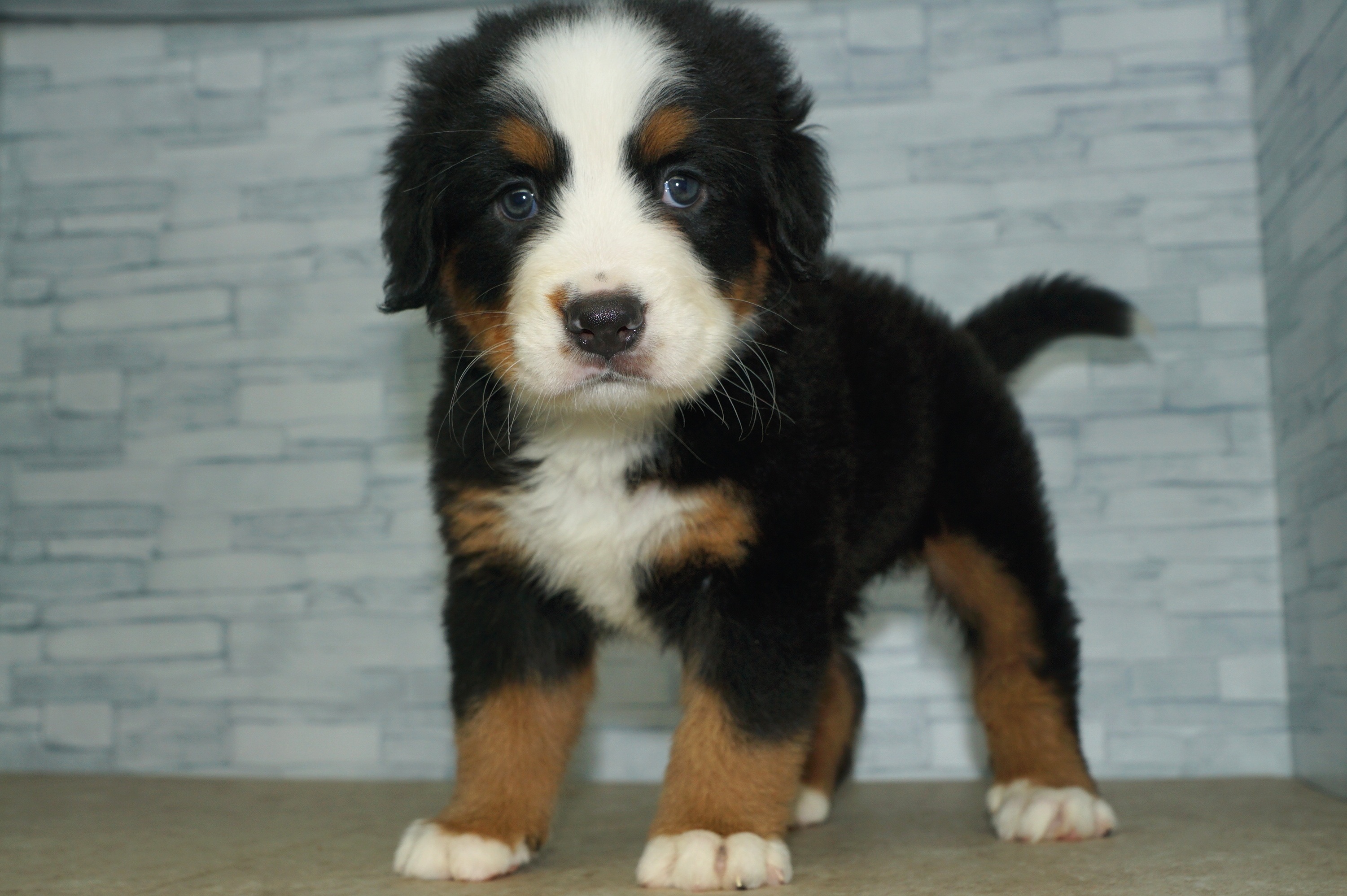 神奈川県のその他の仔犬 (きくちペット湘南平塚店/2025年8月9日生まれ/女の子/ブラックラストホワイト)の子犬の4枚目の画像