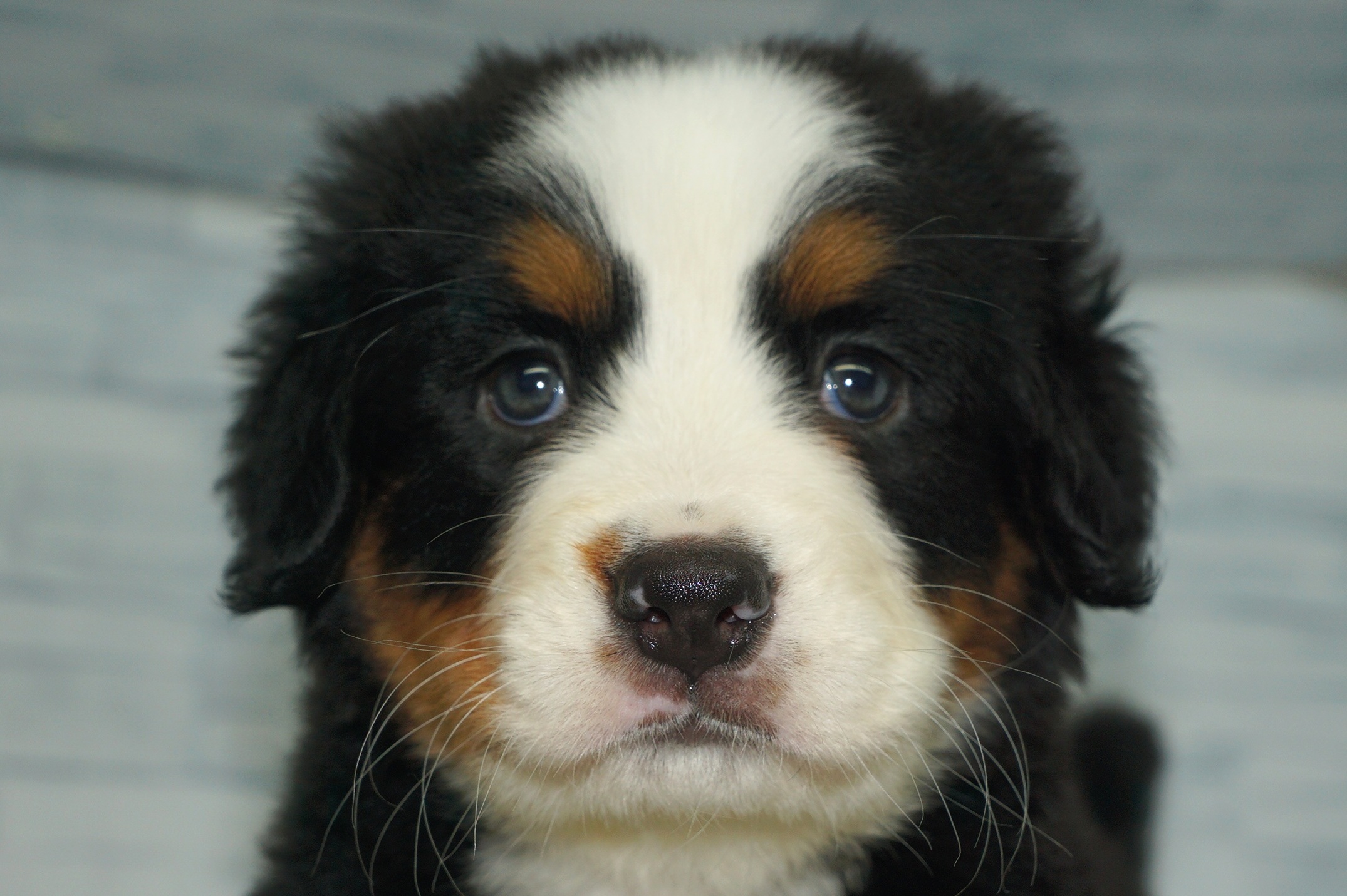 神奈川県のその他の仔犬 (きくちペット湘南平塚店/2025年8月9日生まれ/女の子/ブラックラストホワイト)の子犬の1枚目の画像