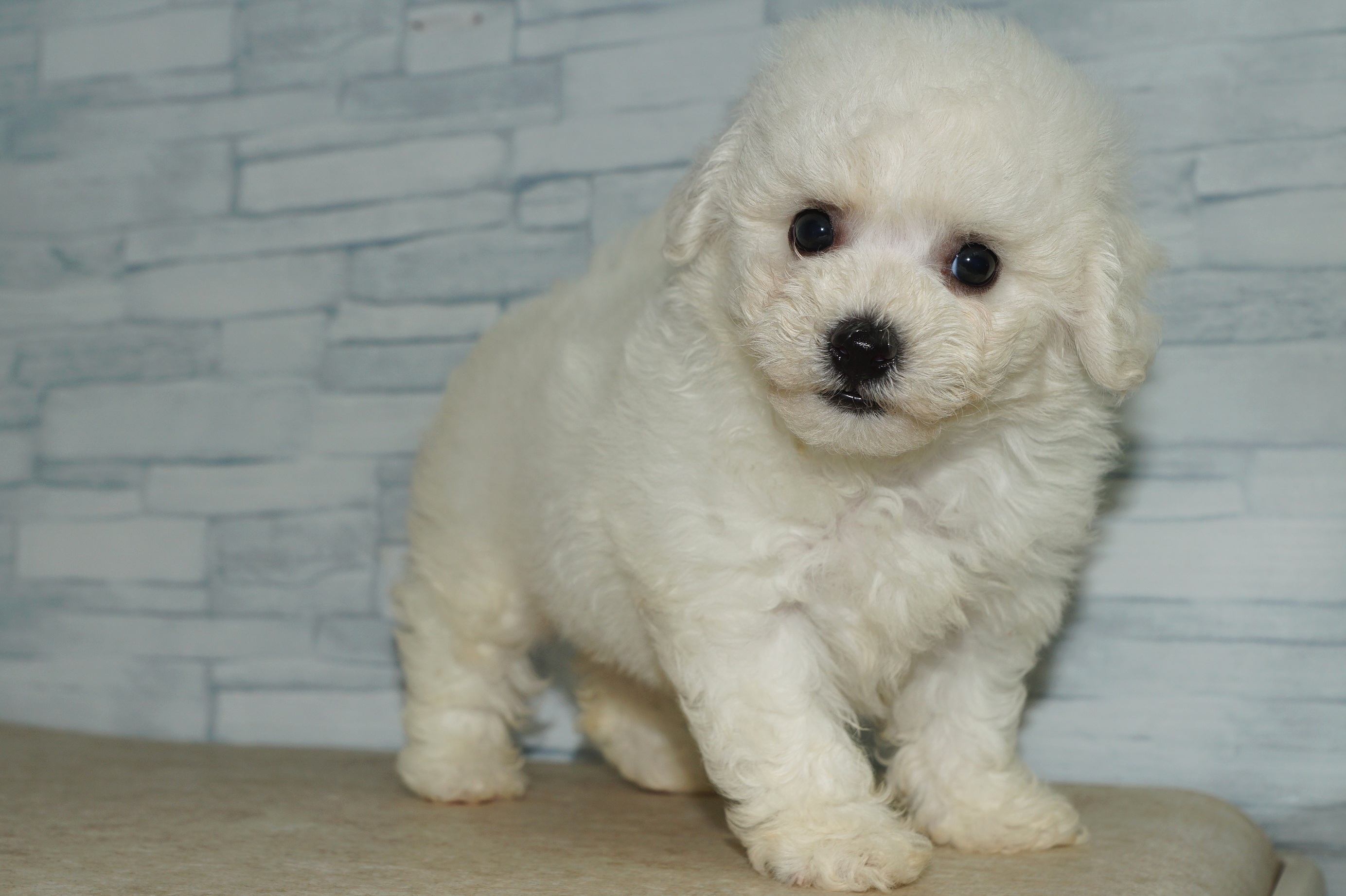 神奈川県のハーフ犬・ミックス犬 (きくちペット湘南平塚店/2025年8月9日生まれ/女の子/ホワイト)の子犬の4枚目の画像
