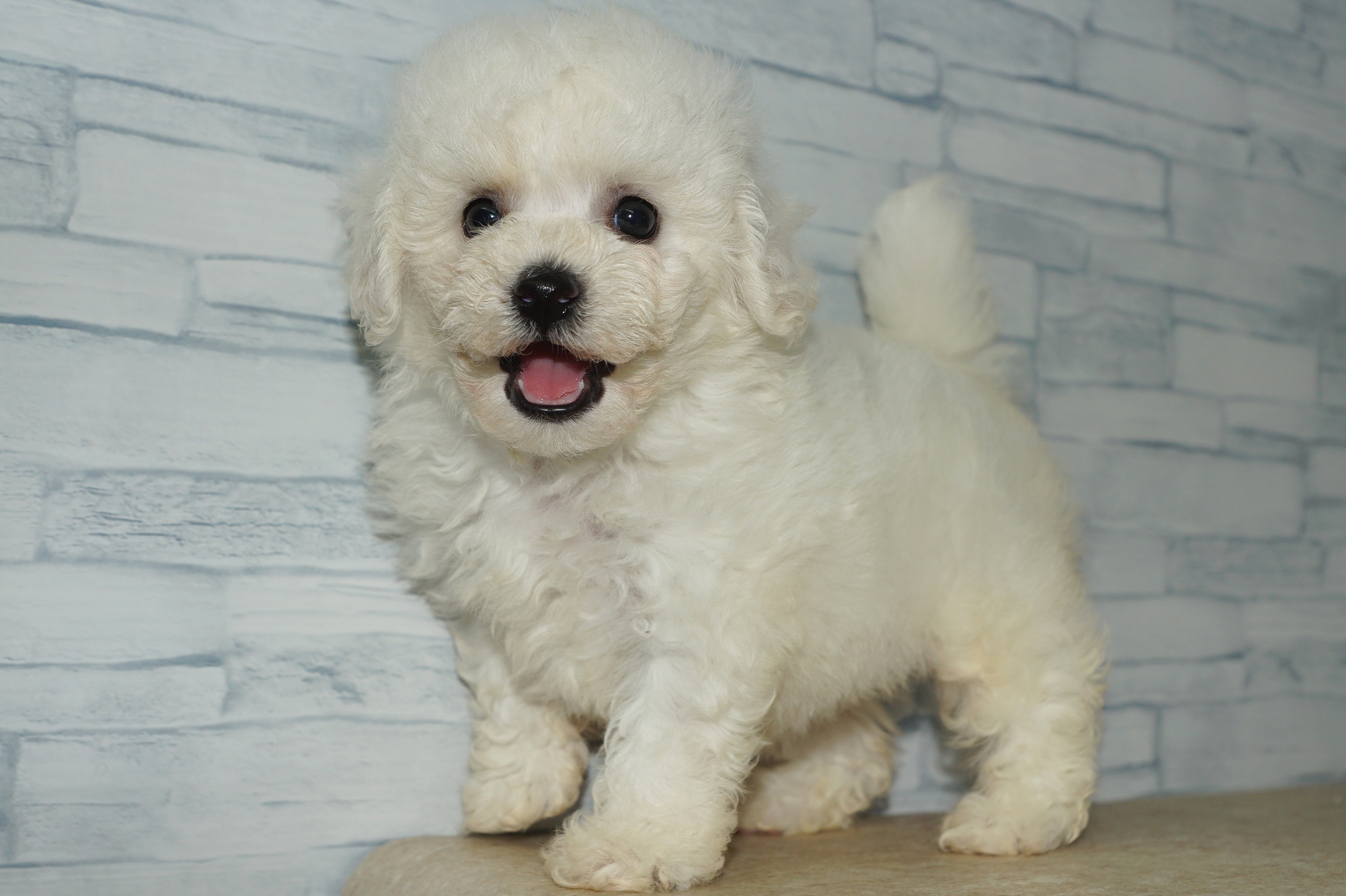 神奈川県のハーフ犬・ミックス犬 (きくちペット湘南平塚店/2025年8月9日生まれ/女の子/ホワイト)の子犬の2枚目の画像