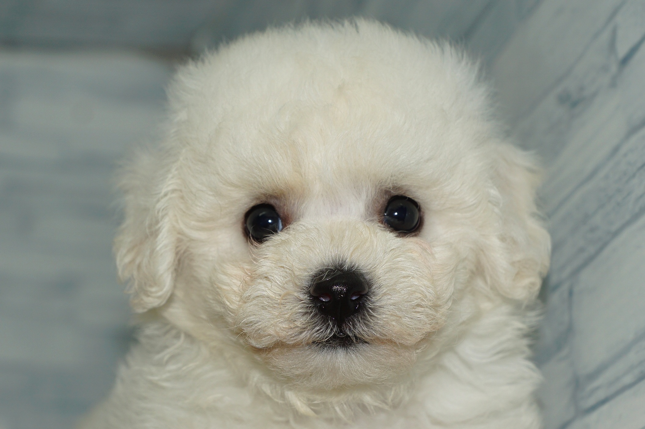 神奈川県のハーフ犬・ミックス犬 (きくちペット湘南平塚店/2025年8月9日生まれ/女の子/ホワイト)の子犬の1枚目の画像