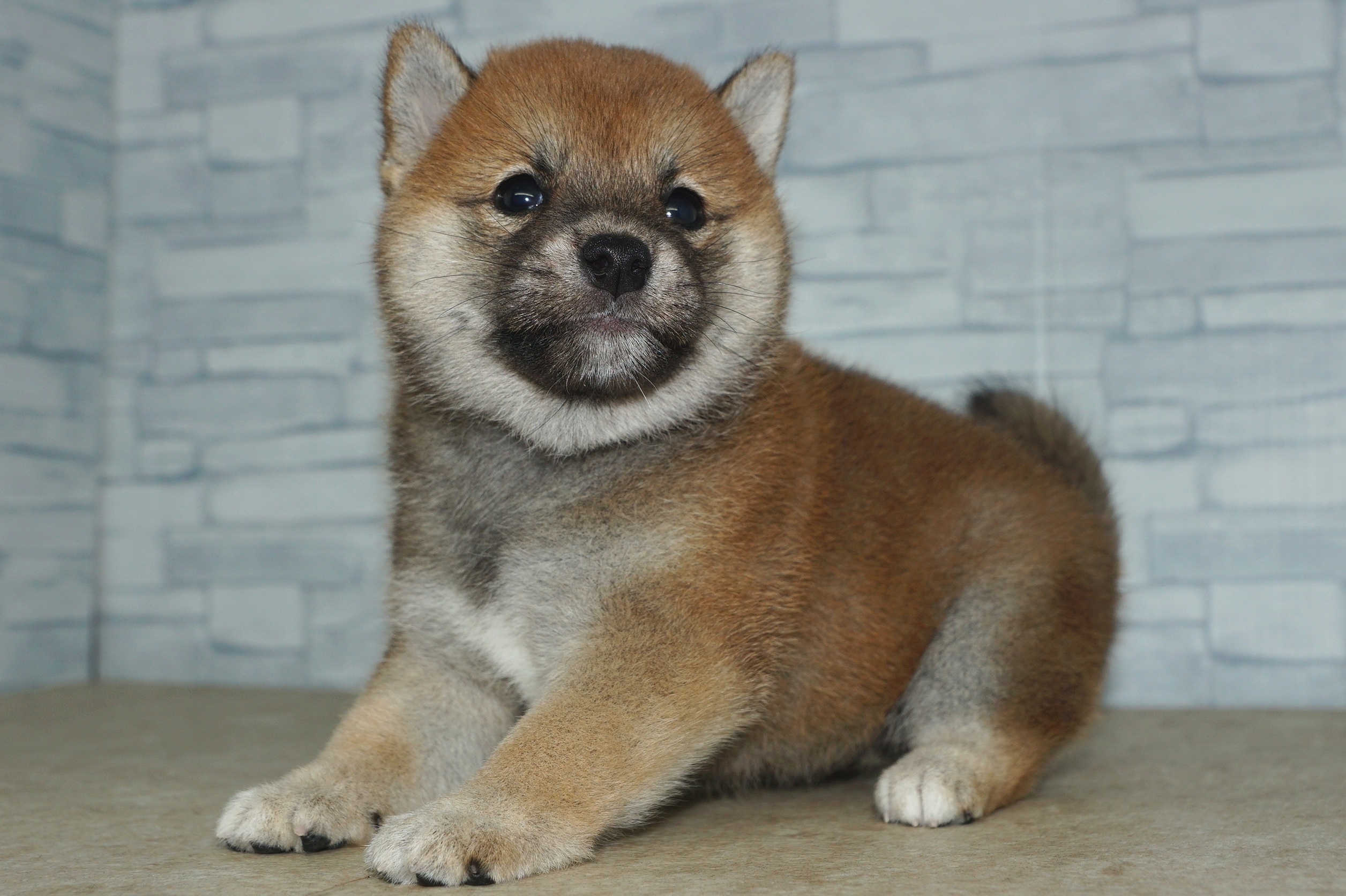 神奈川県の柴犬(標準サイズ) (きくちペット湘南平塚店/2025年8月23日生まれ/女の子/赤)の子犬の2枚目の画像