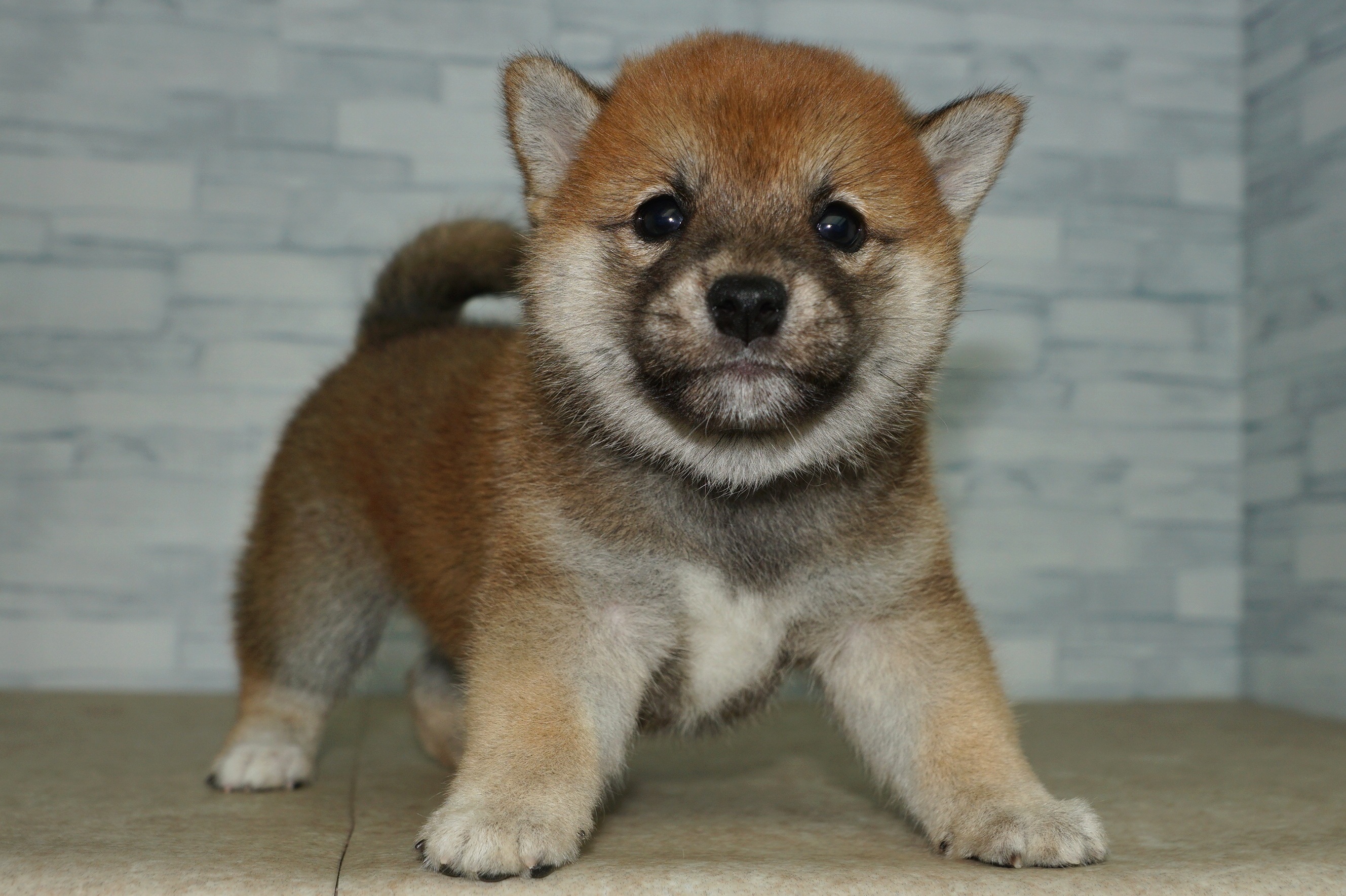 神奈川県の柴犬(標準サイズ) (きくちペット湘南平塚店/2025年8月23日生まれ/女の子/赤)の子犬の3枚目の画像