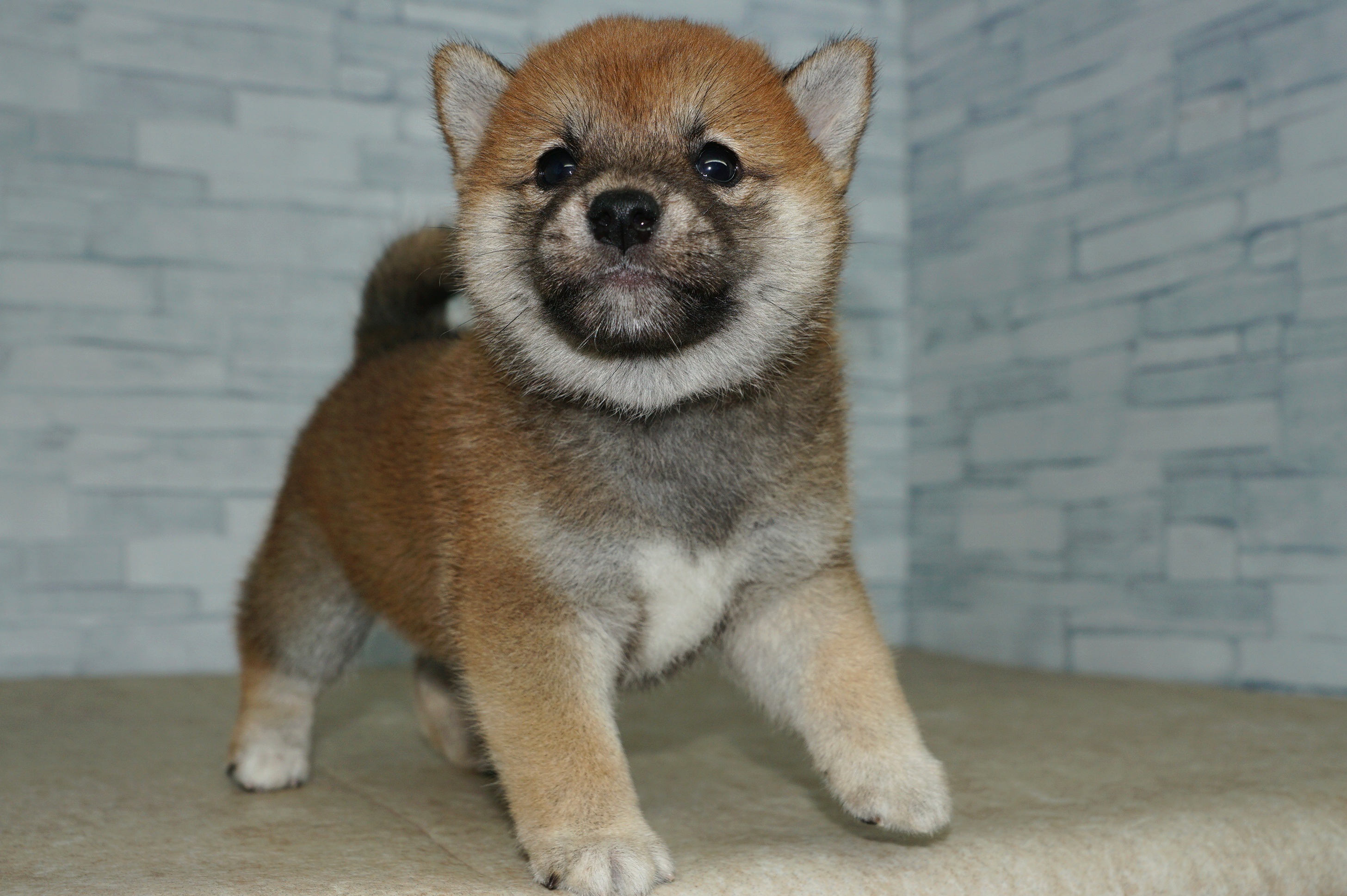 神奈川県の柴犬(標準サイズ) (きくちペット湘南平塚店/2025年8月23日生まれ/女の子/赤)の子犬の4枚目の画像