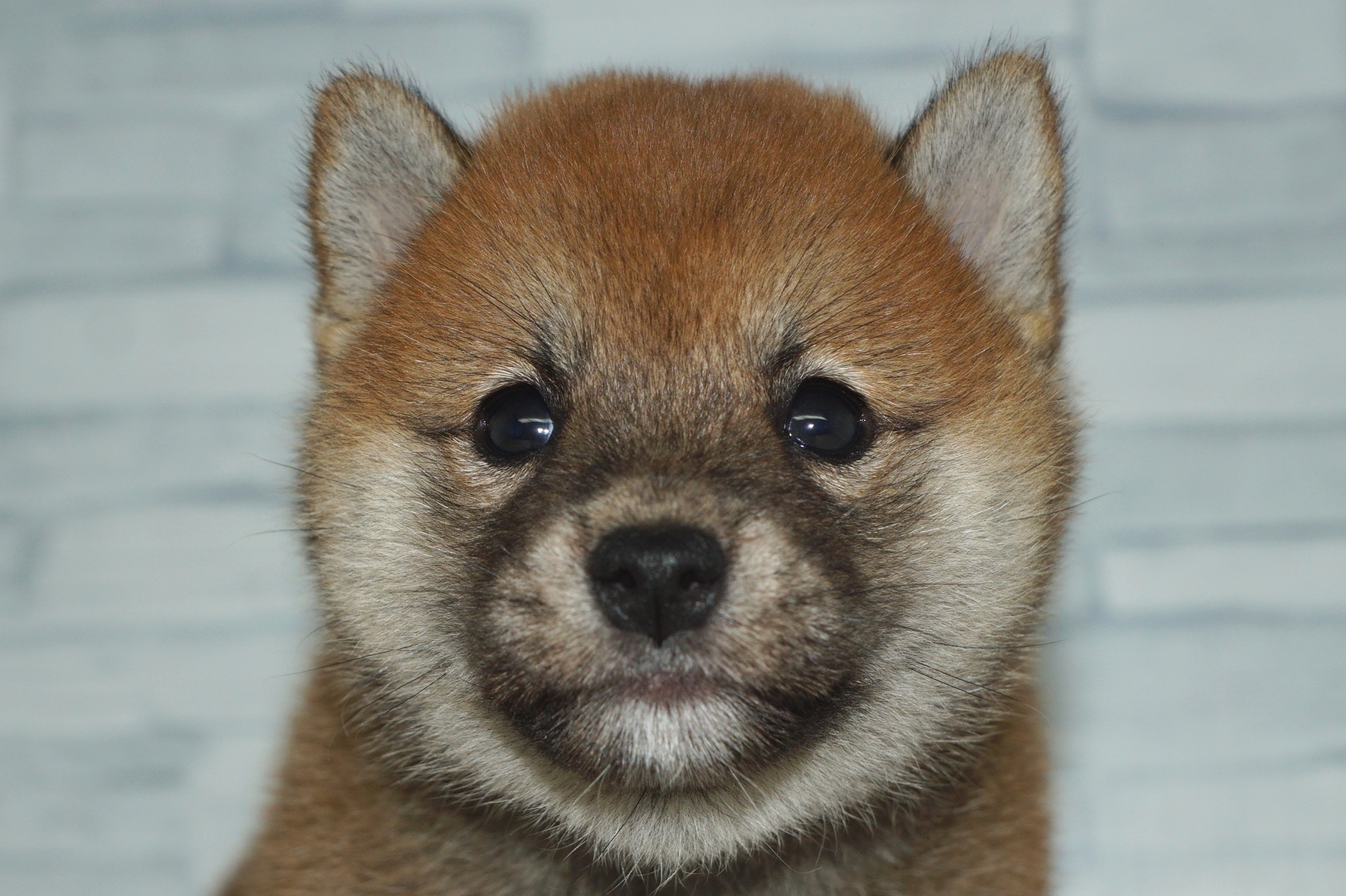 神奈川県の柴犬(標準サイズ) (きくちペット湘南平塚店/2025年8月23日生まれ/女の子/赤)の子犬の1枚目の画像