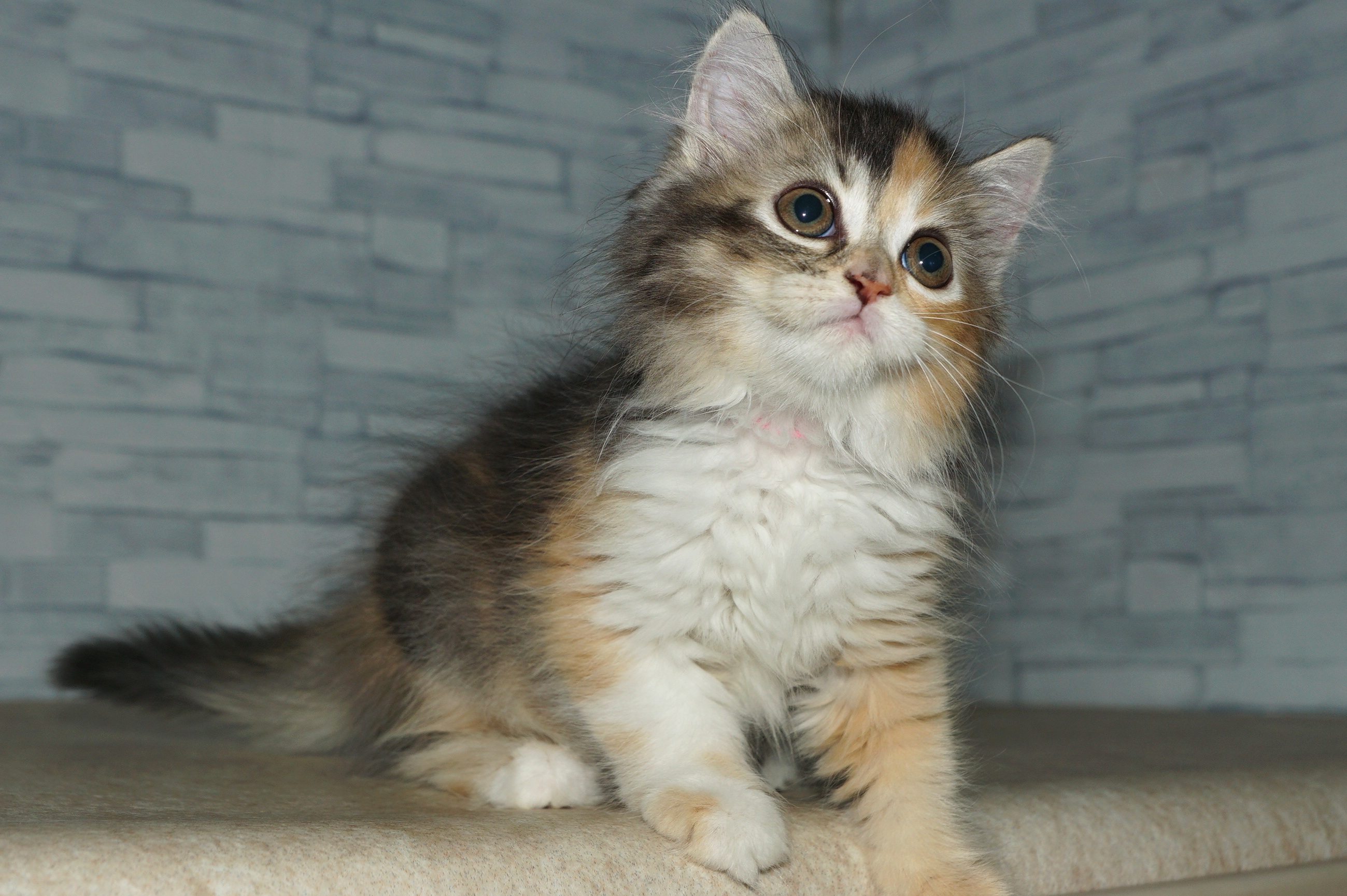 神奈川県のラガマフィン (きくちペット湘南平塚店/2025年8月29日生まれ/女の子/ブラウンパッチドタビーホワイト)の子猫の2枚目の画像