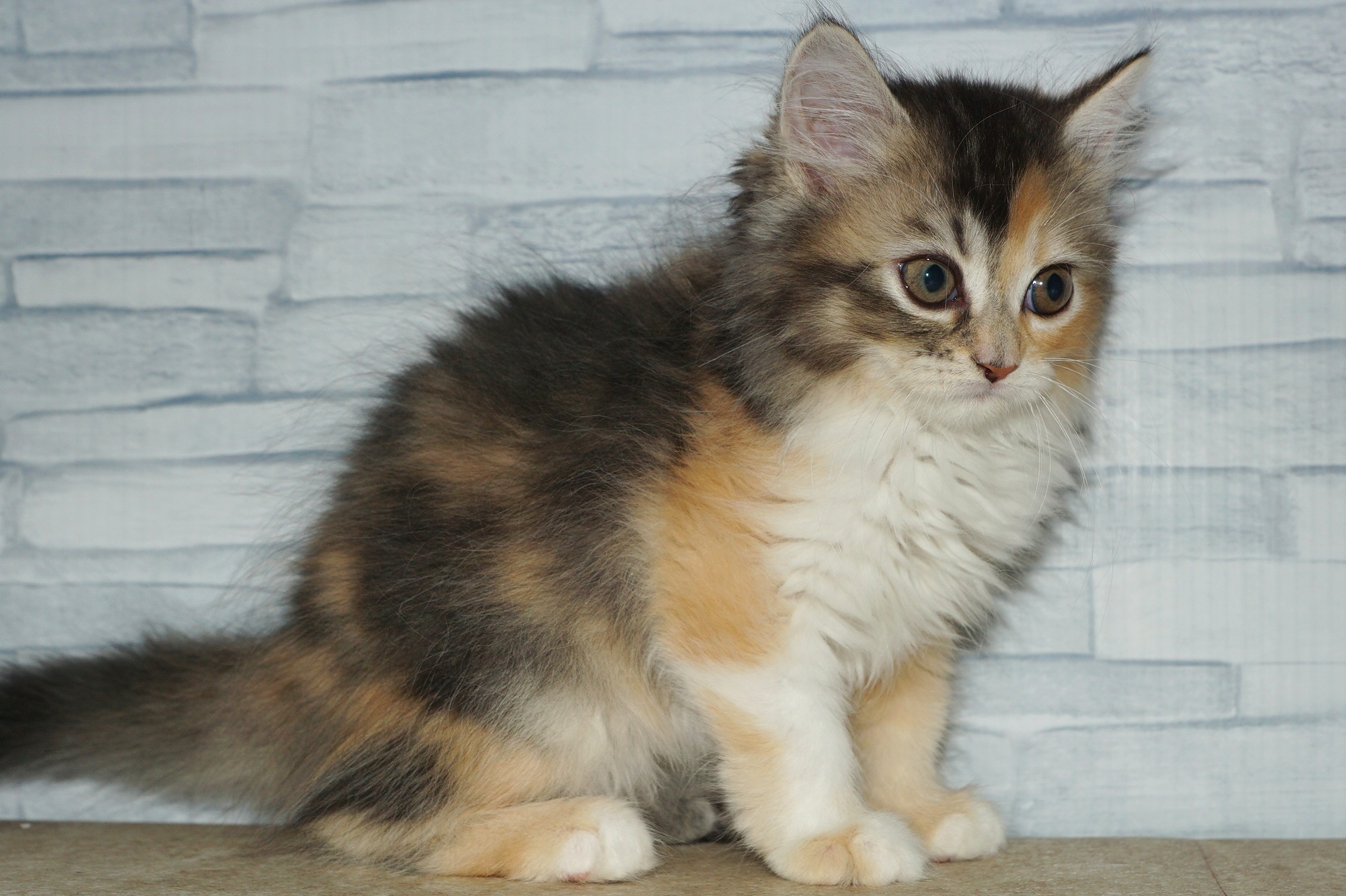 神奈川県のラガマフィン (きくちペット湘南平塚店/2025年8月29日生まれ/女の子/ブラウンパッチドタビーホワイト)の子猫の4枚目の画像