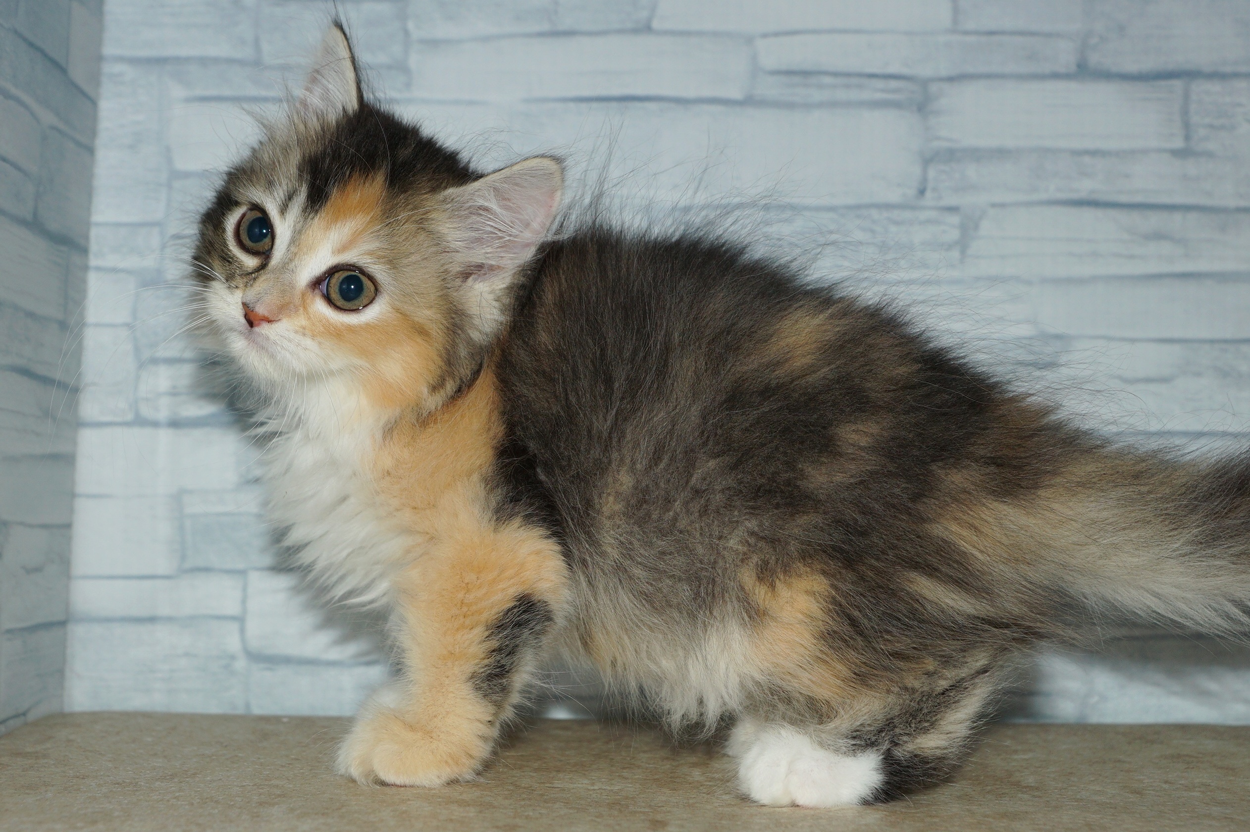 神奈川県のラガマフィン (きくちペット湘南平塚店/2025年8月29日生まれ/女の子/ブラウンパッチドタビーホワイト)の子猫の3枚目の画像