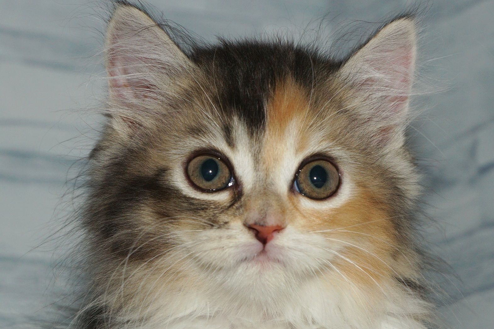 神奈川県のラガマフィン (きくちペット湘南平塚店/2025年8月29日生まれ/女の子/ブラウンパッチドタビーホワイト)の子猫の1枚目の画像