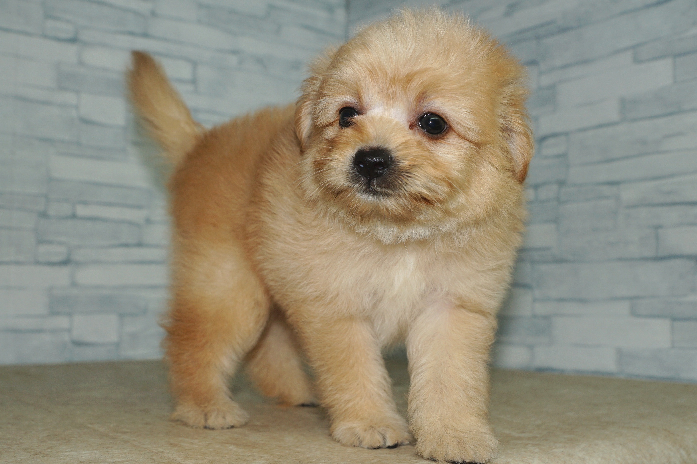 神奈川県のポメプー(ポメラニアン×プードル) (きくちペット湘南平塚店/2025年8月27日生まれ/女の子/アプリコット)の子犬の4枚目の画像