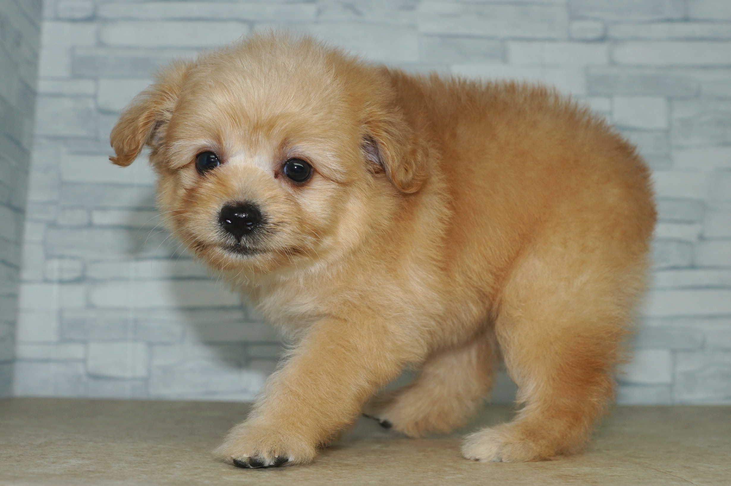 神奈川県のポメプー(ポメラニアン×プードル) (きくちペット湘南平塚店/2025年8月27日生まれ/女の子/アプリコット)の子犬の3枚目の画像