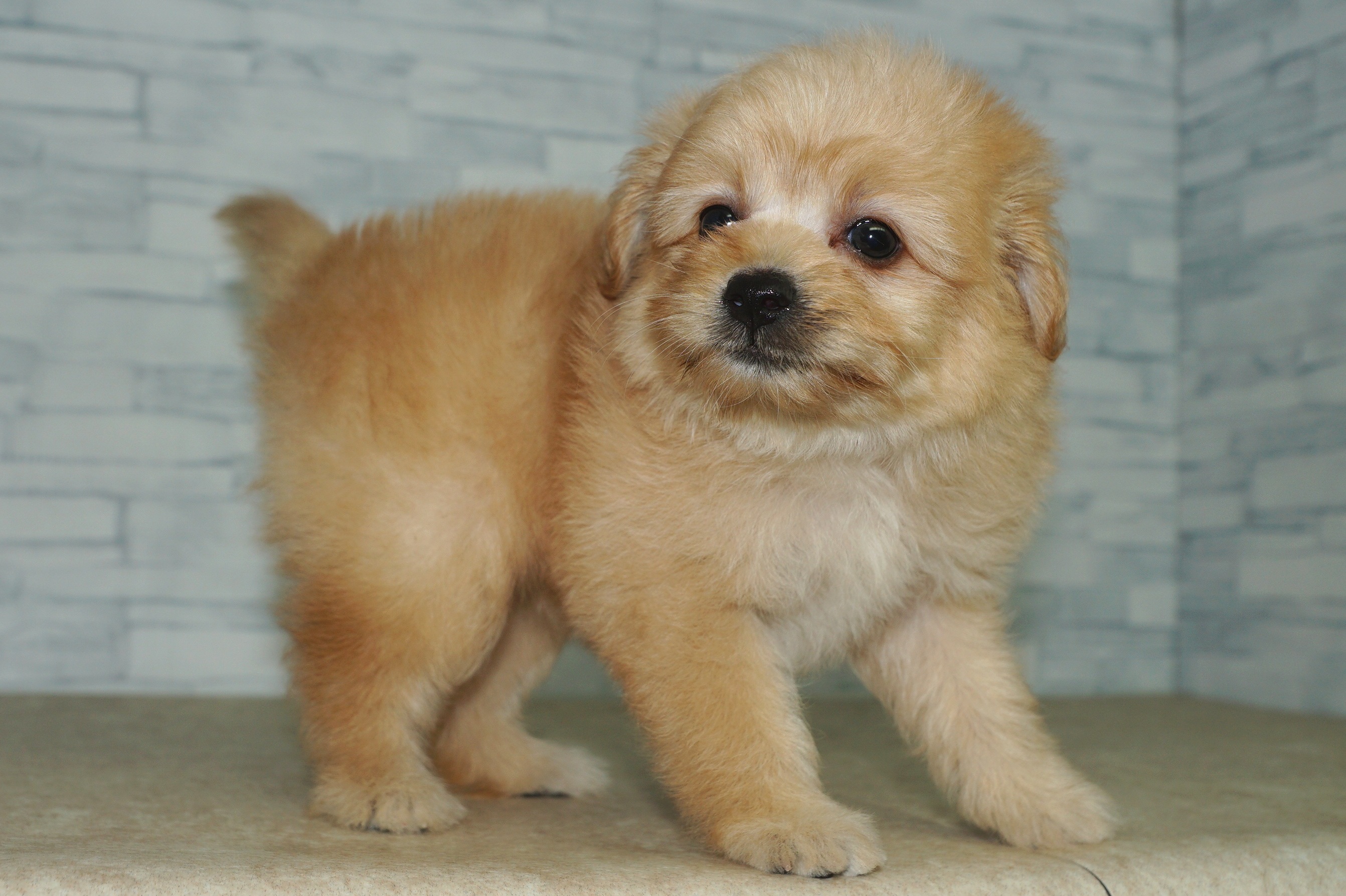 神奈川県のポメプー(ポメラニアン×プードル) (きくちペット湘南平塚店/2025年8月27日生まれ/女の子/アプリコット)の子犬の2枚目の画像