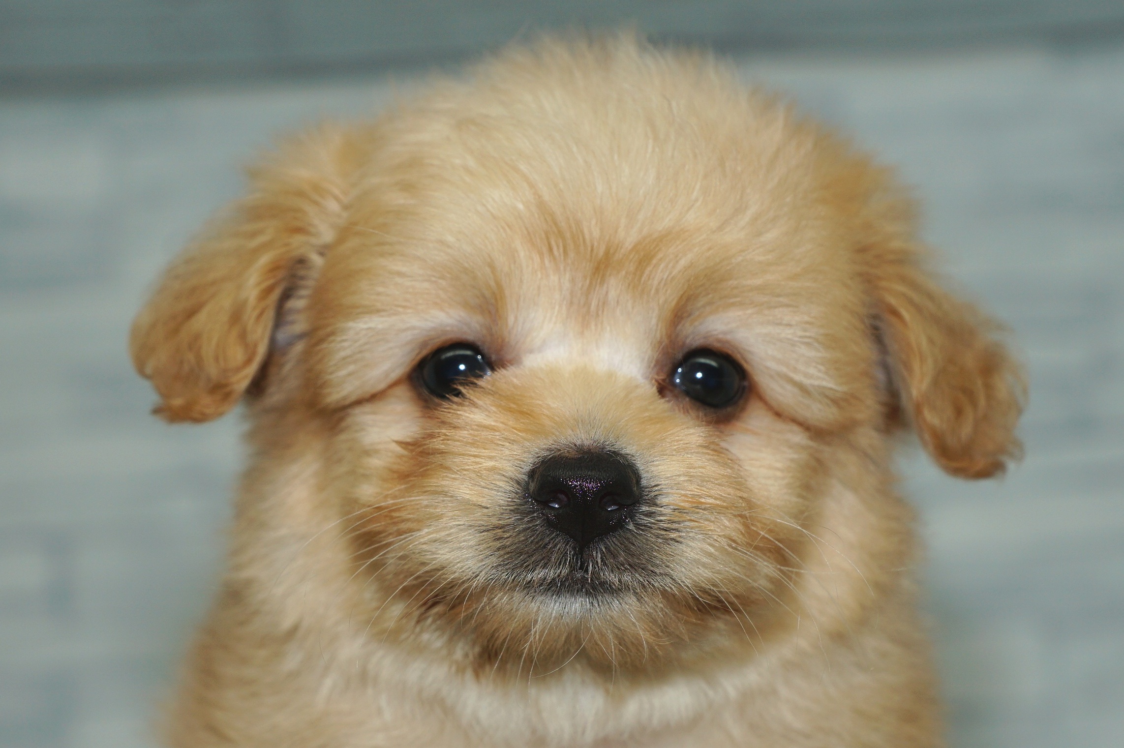 神奈川県のポメプー(ポメラニアン×プードル) (きくちペット湘南平塚店/2025年8月27日生まれ/女の子/アプリコット)の子犬の1枚目の画像