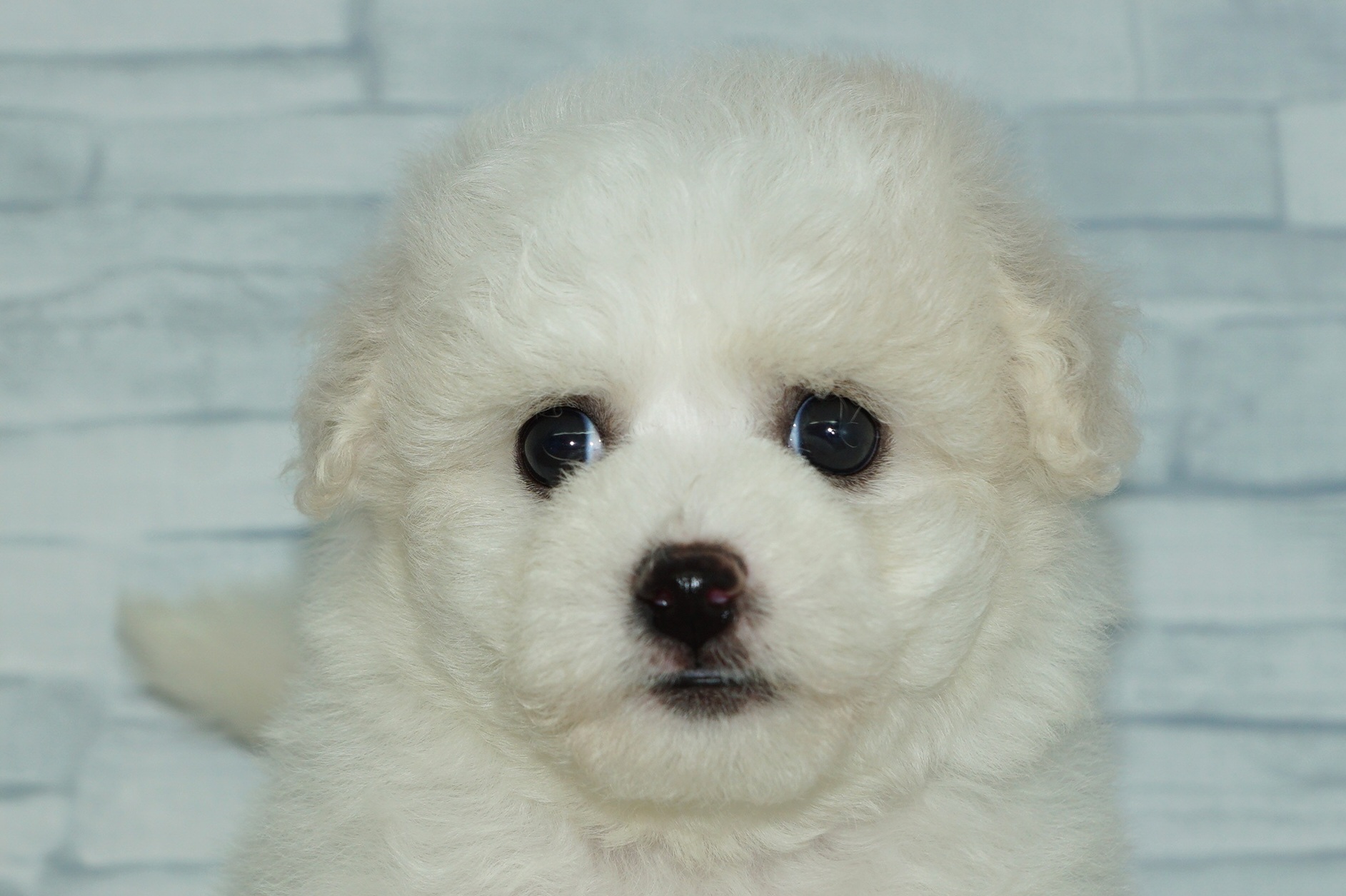 神奈川県のその他の仔犬 (きくちペット湘南平塚店/2025年8月29日生まれ/女の子/ホワイト)の子犬の1枚目の画像