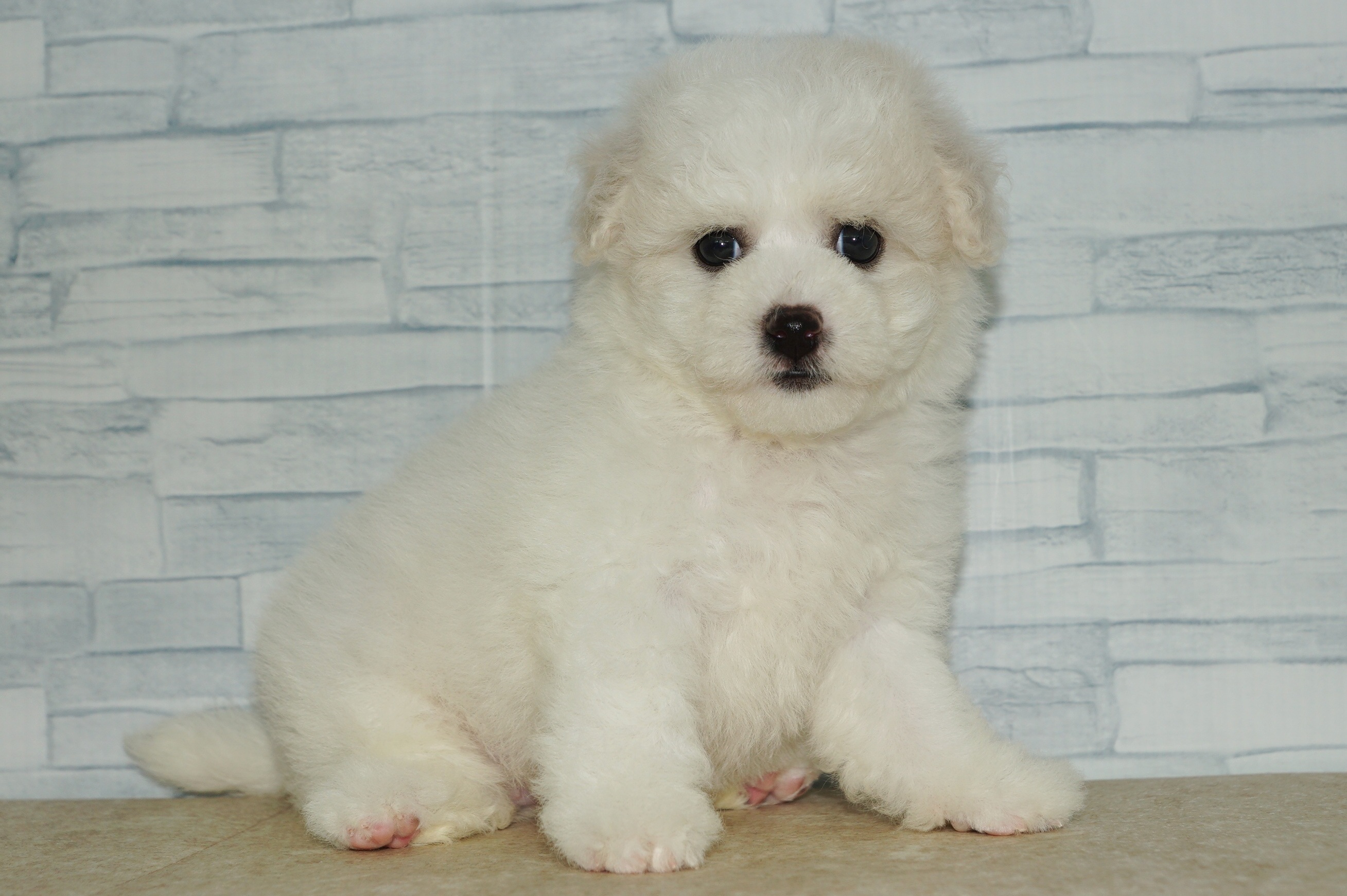 神奈川県のその他の仔犬 (きくちペット湘南平塚店/2025年8月29日生まれ/女の子/ホワイト)の子犬の2枚目の画像