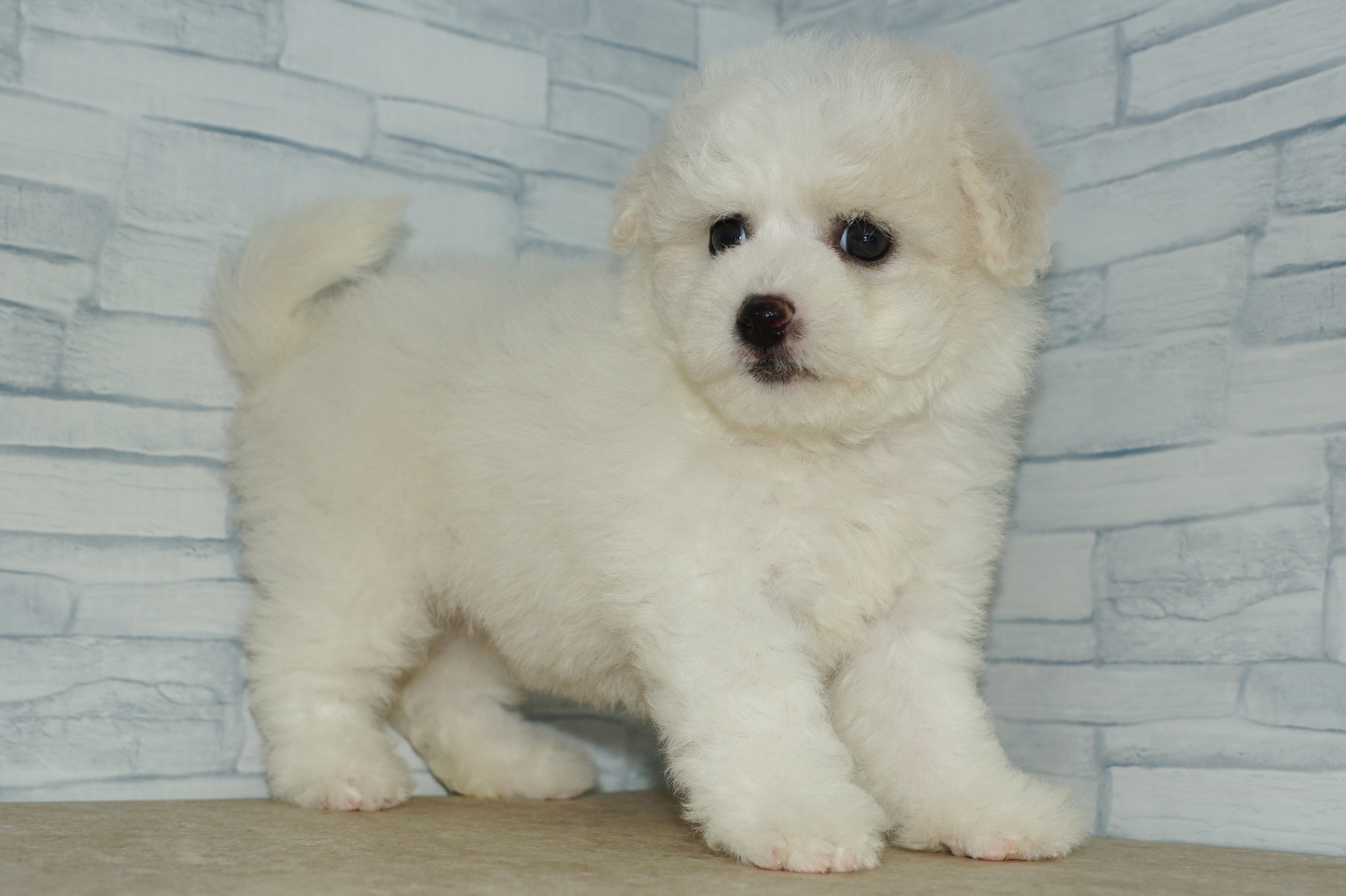 神奈川県のその他の仔犬 (きくちペット湘南平塚店/2025年8月29日生まれ/女の子/ホワイト)の子犬の3枚目の画像